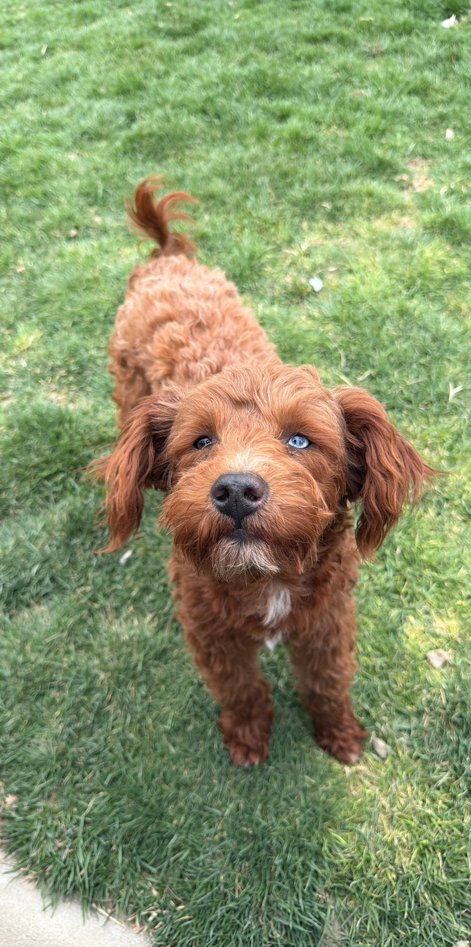 Golden Schnoodle