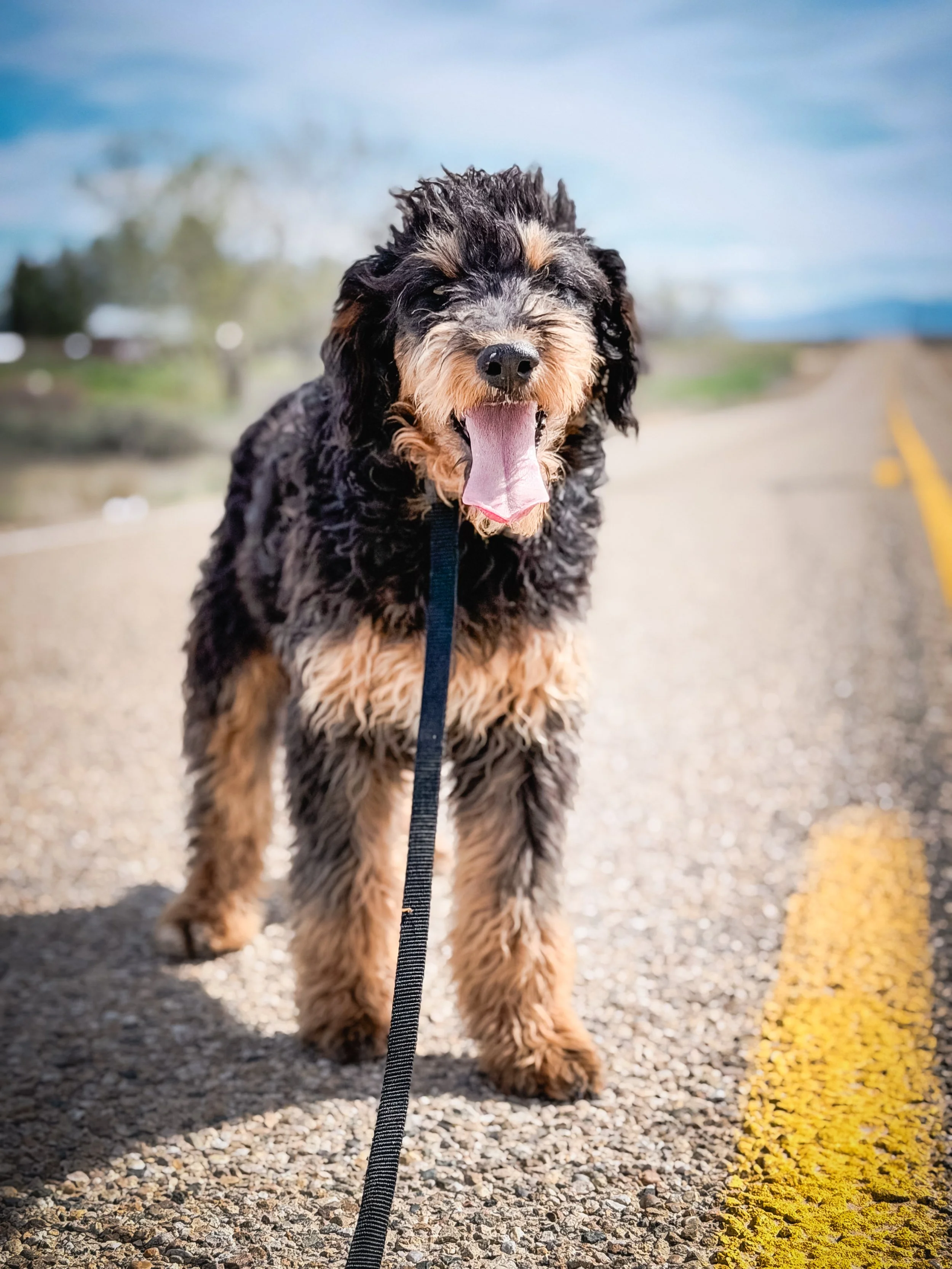 A black and tan poodle mix dog standing on a gravel road with a yellow line, panting with its tongue out, facing the camera, with a blurred rural background and blue sky.