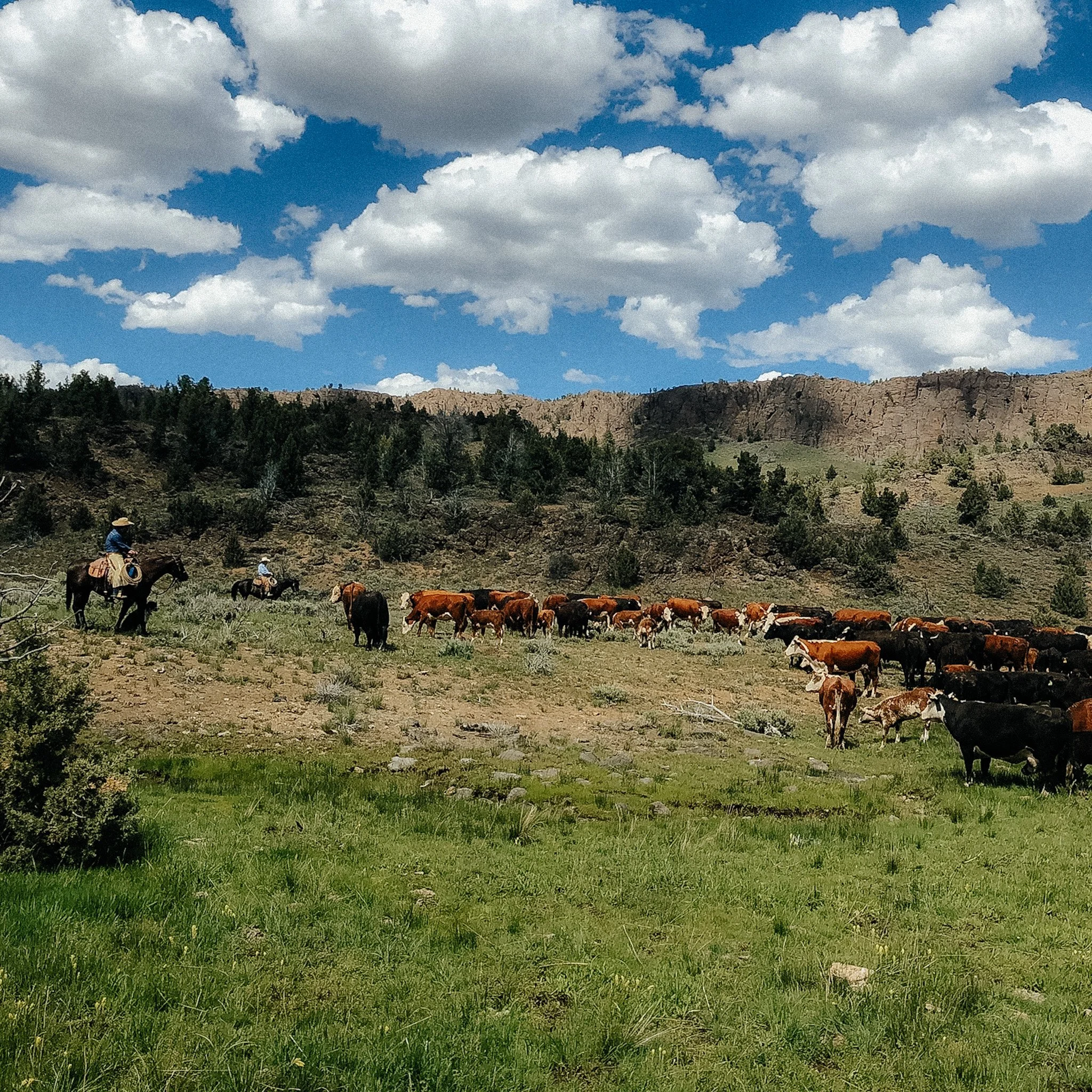 Herd of cows grazing on a grassy plain under a partly cloudy sky with rocky hills in the background.