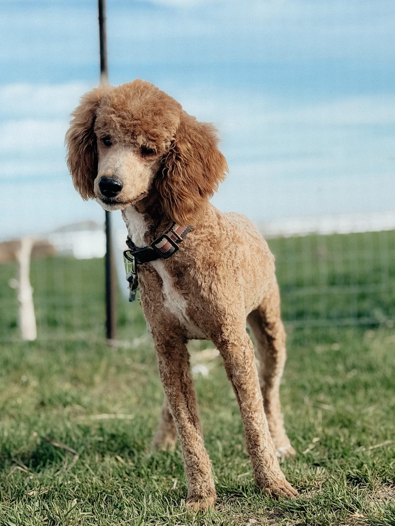 A young brown curly-coated dog with long ears standing on grass outdoors under a cloudy sky.