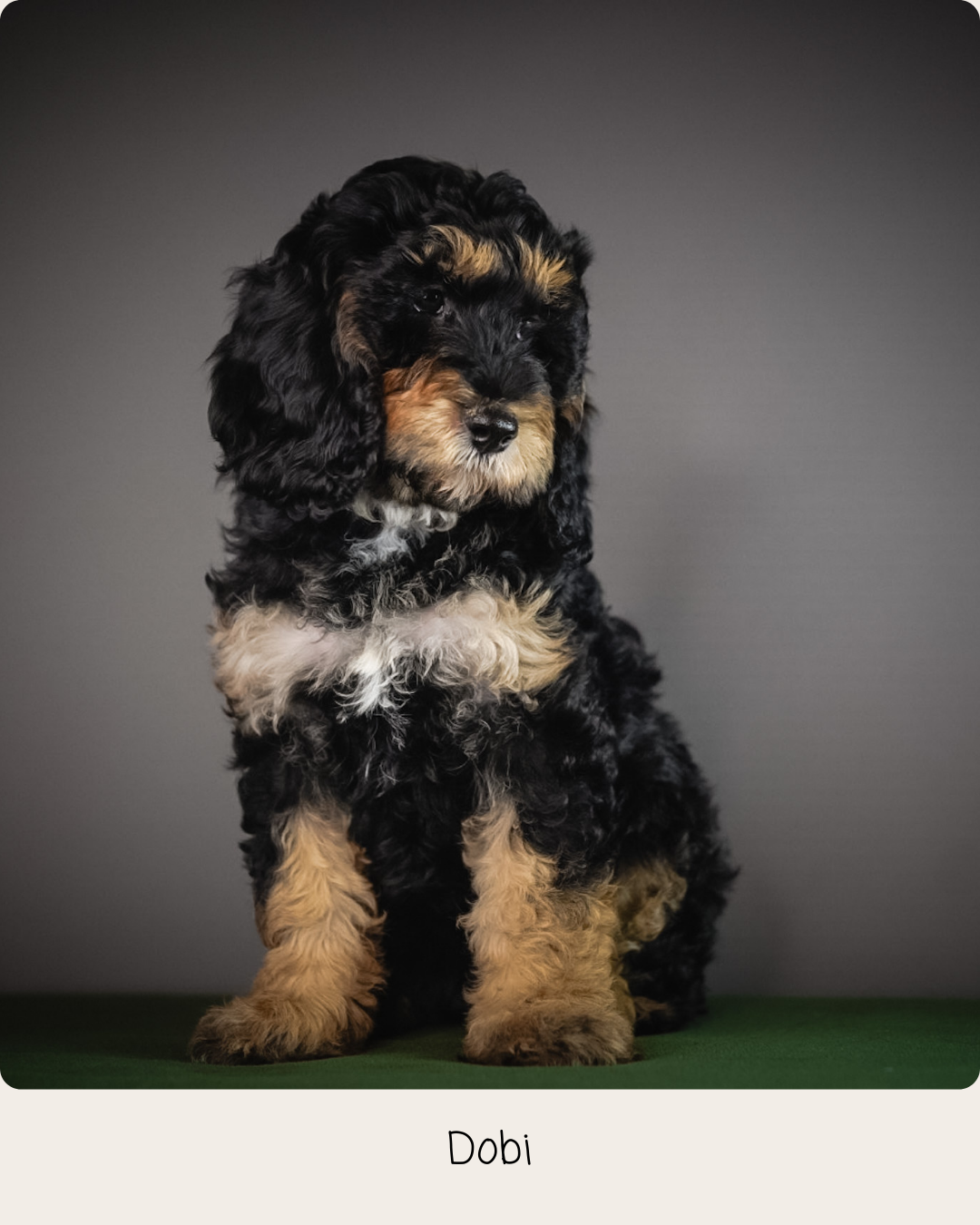 Bonnie puppies 8 weeks - 14.PNG