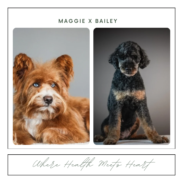 Two dogs, one with brown fur and blue eyes, and the other black and gray, against a gray background. Text above says 'Maggie x Bailey'; below in cursive is 'Where Health Meets Heart'.