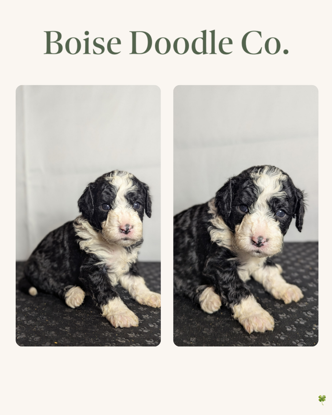 Copy of Duke x Hazel  Litter Cards  (Instagram Post (45)) - 4.PNG