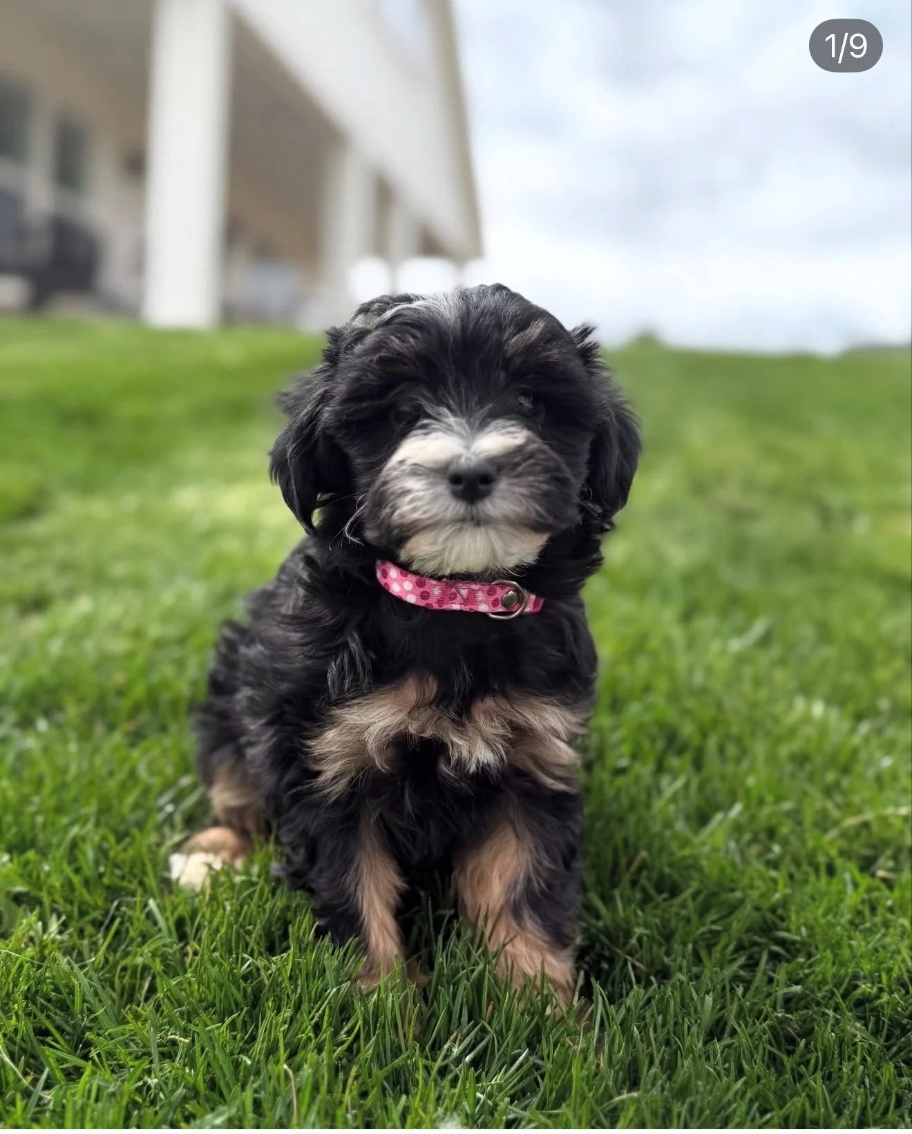 A small, fluffy black and tan puppy sitting on a gray surface against a dark gray background.