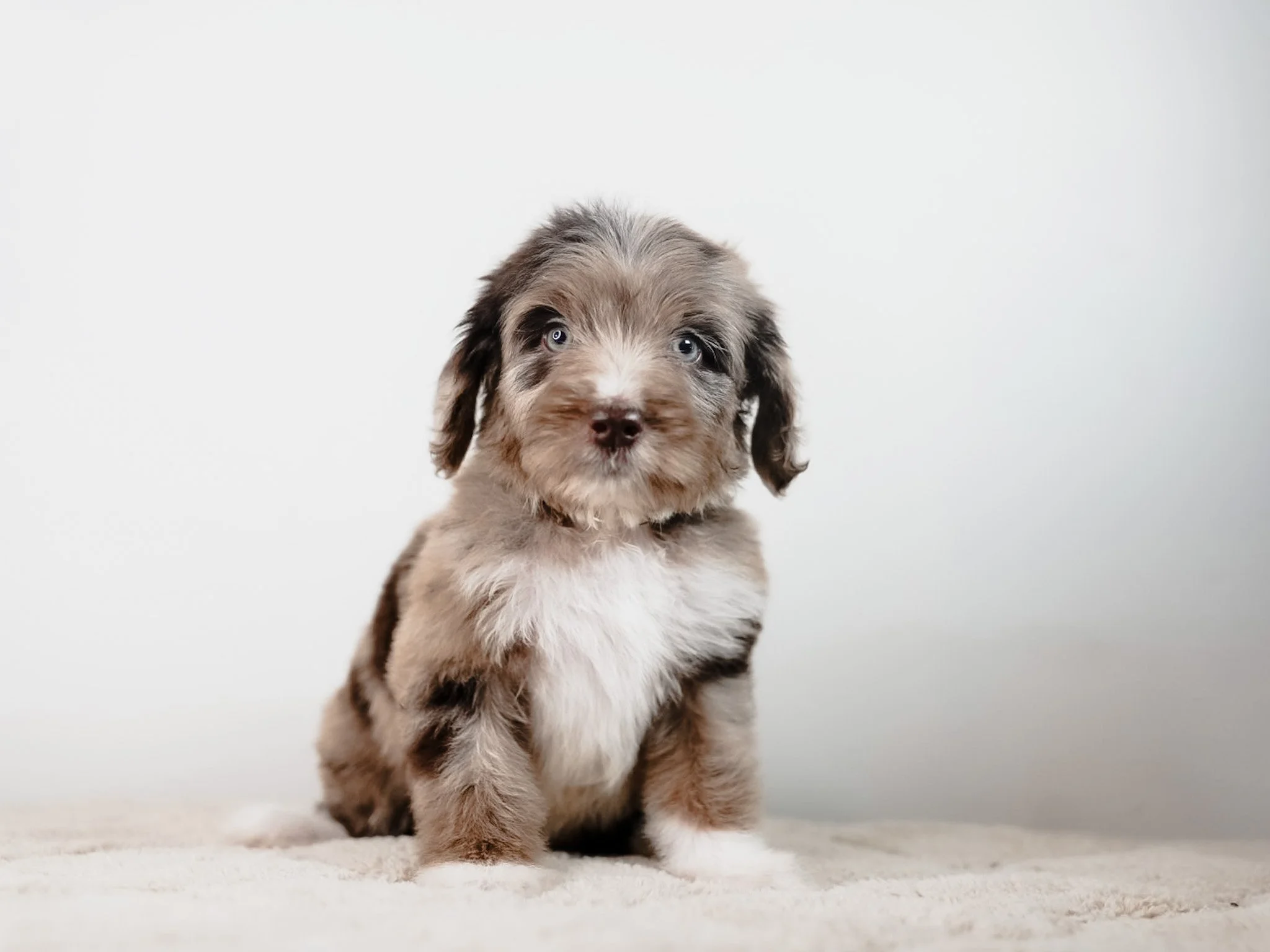 Are Doodles Mutts? Yep. Obviously. Now Let’s Talk About What Actually Matters.