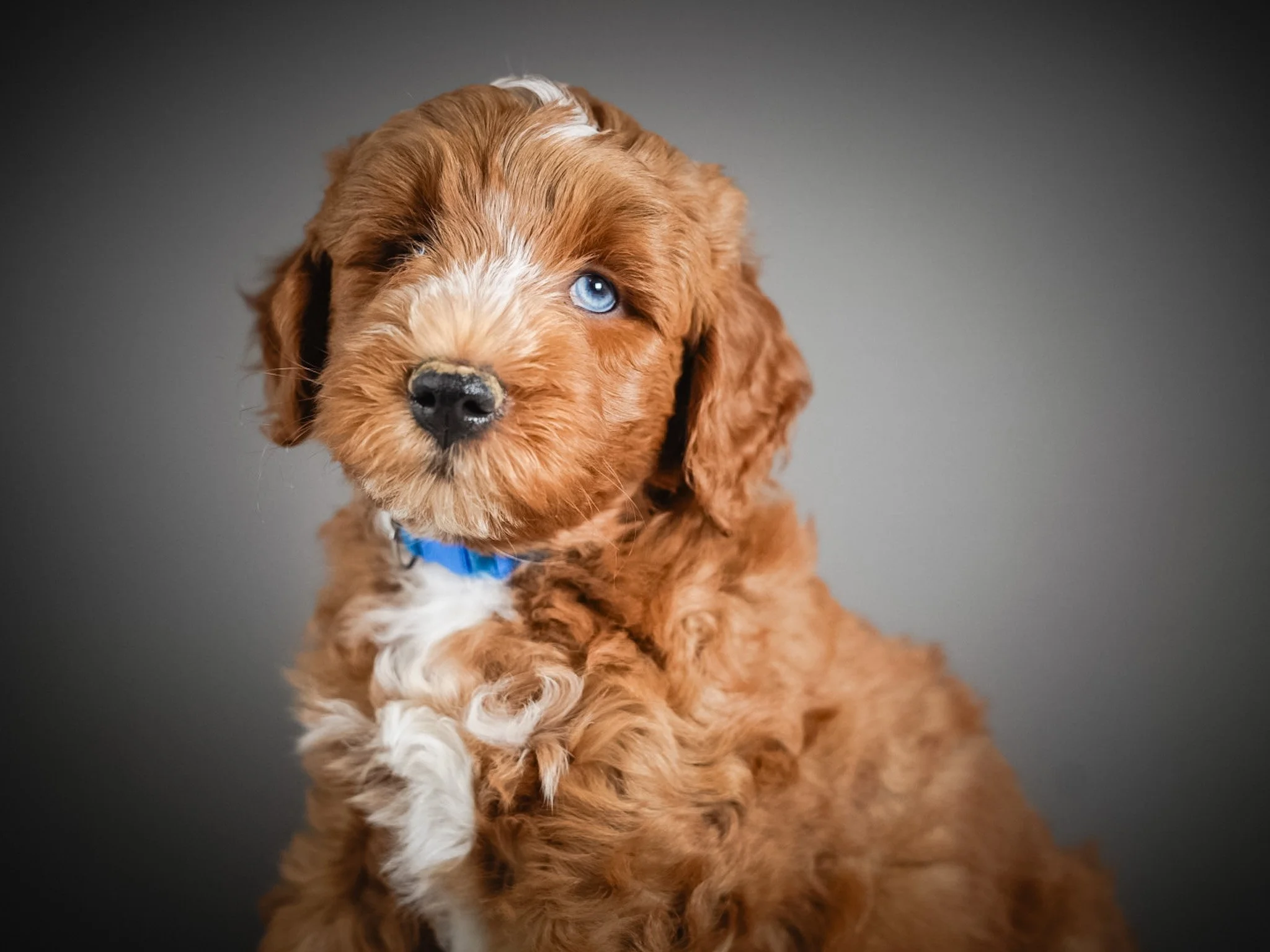 Furnished vs Unfurnished Doodles: What It Really Means