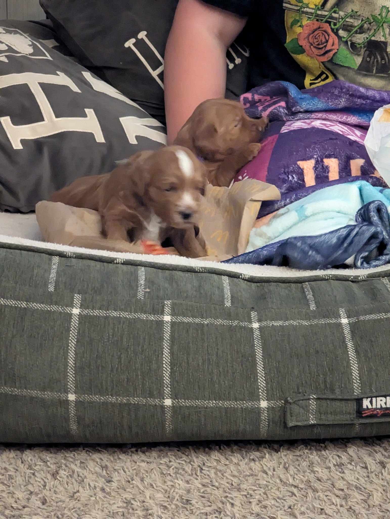 Teddy Bear red schnoodles puppies with white markings