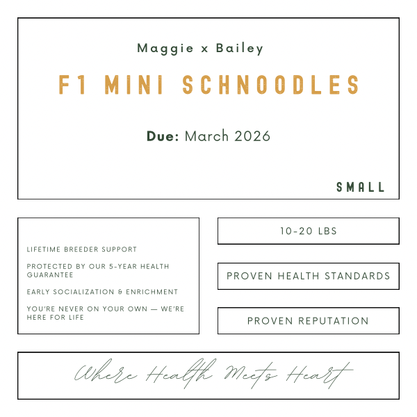 Design layout for Maggie x Bailey F1 Mini Schnoodles with due date March 2026, small size, supporting 10-20 pounds, emphasizing health standards, reputation, and lifetime breeder support.