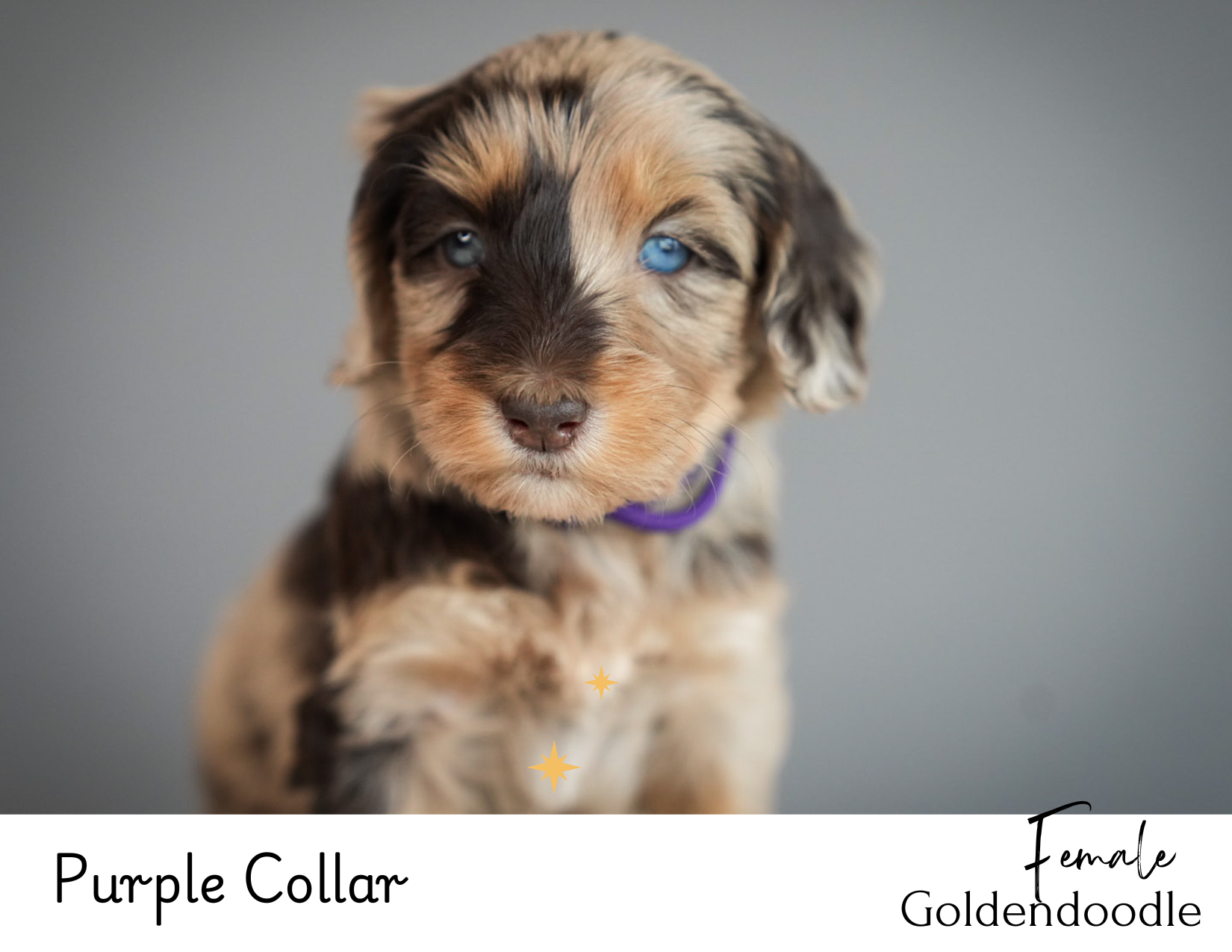 Hazel x Dallas Babies Website.zip - Purple Collar (5).PNG