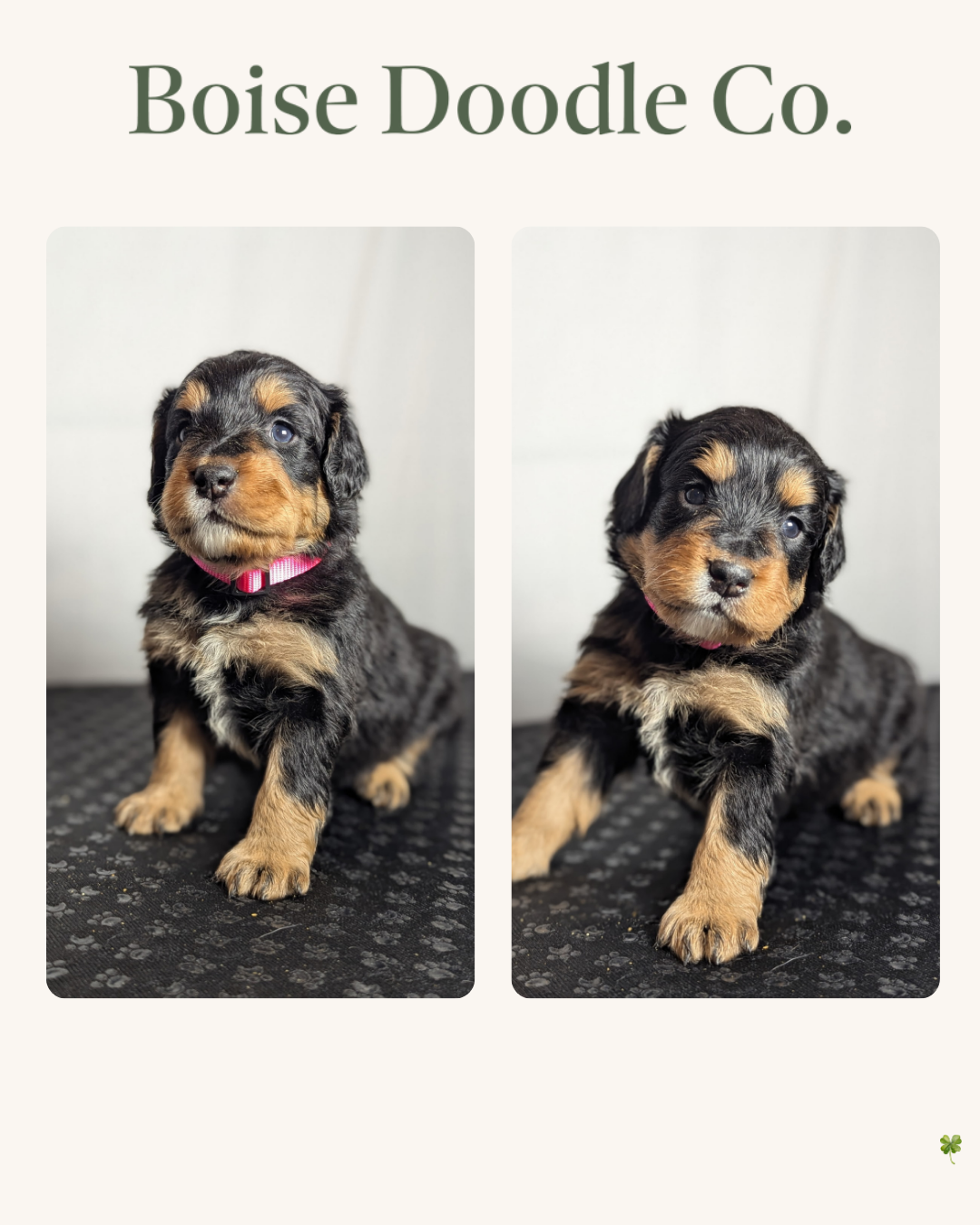 Copy of Duke x Hazel  Litter Cards  (Instagram Post (45)) - 9.PNG