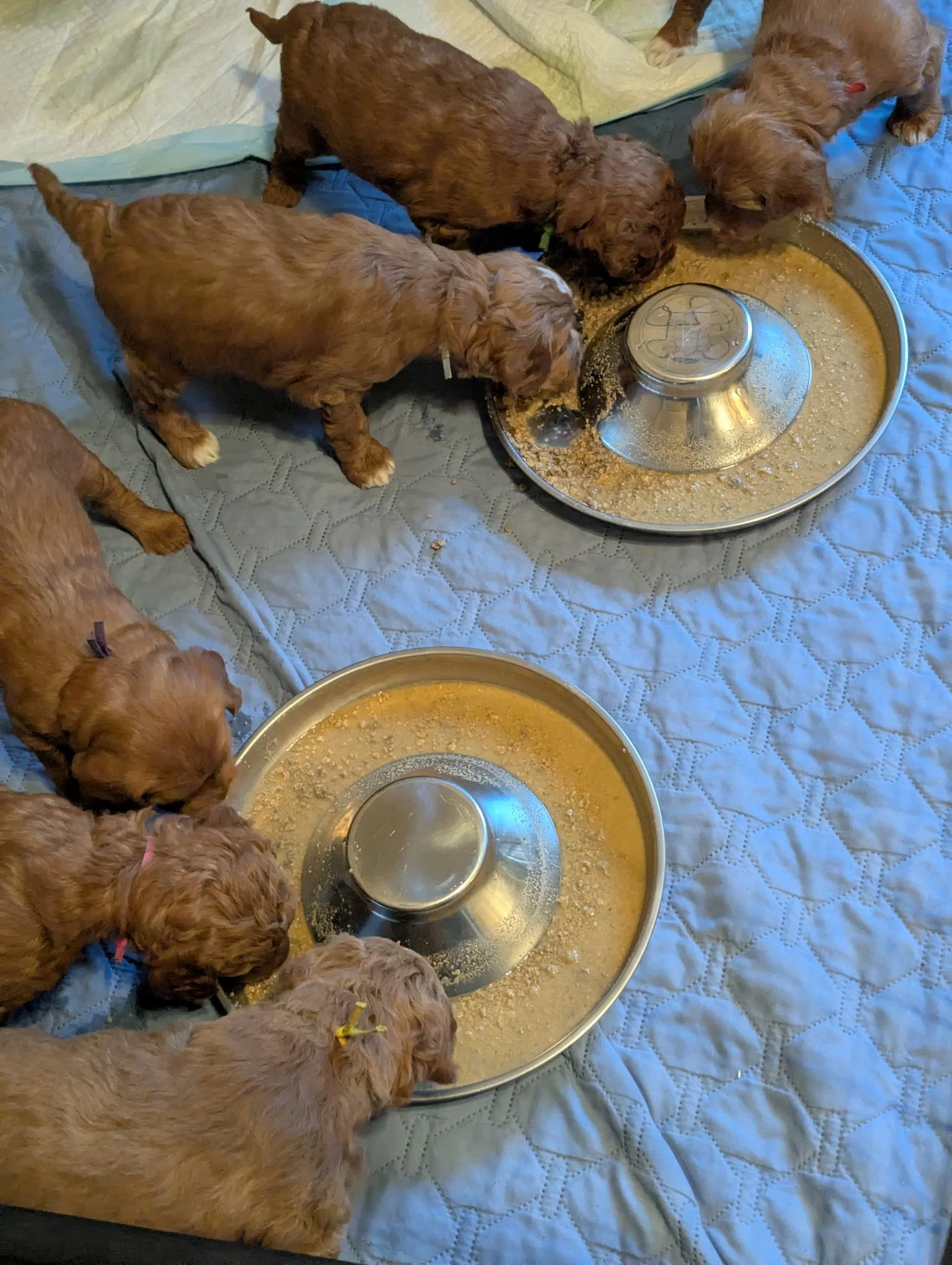 red golden schnoodles eating mush.  Twoodles