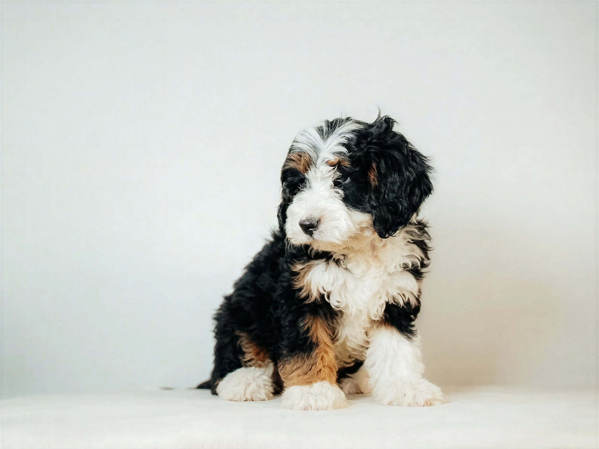 What Is a Munchkin Bernedoodle?