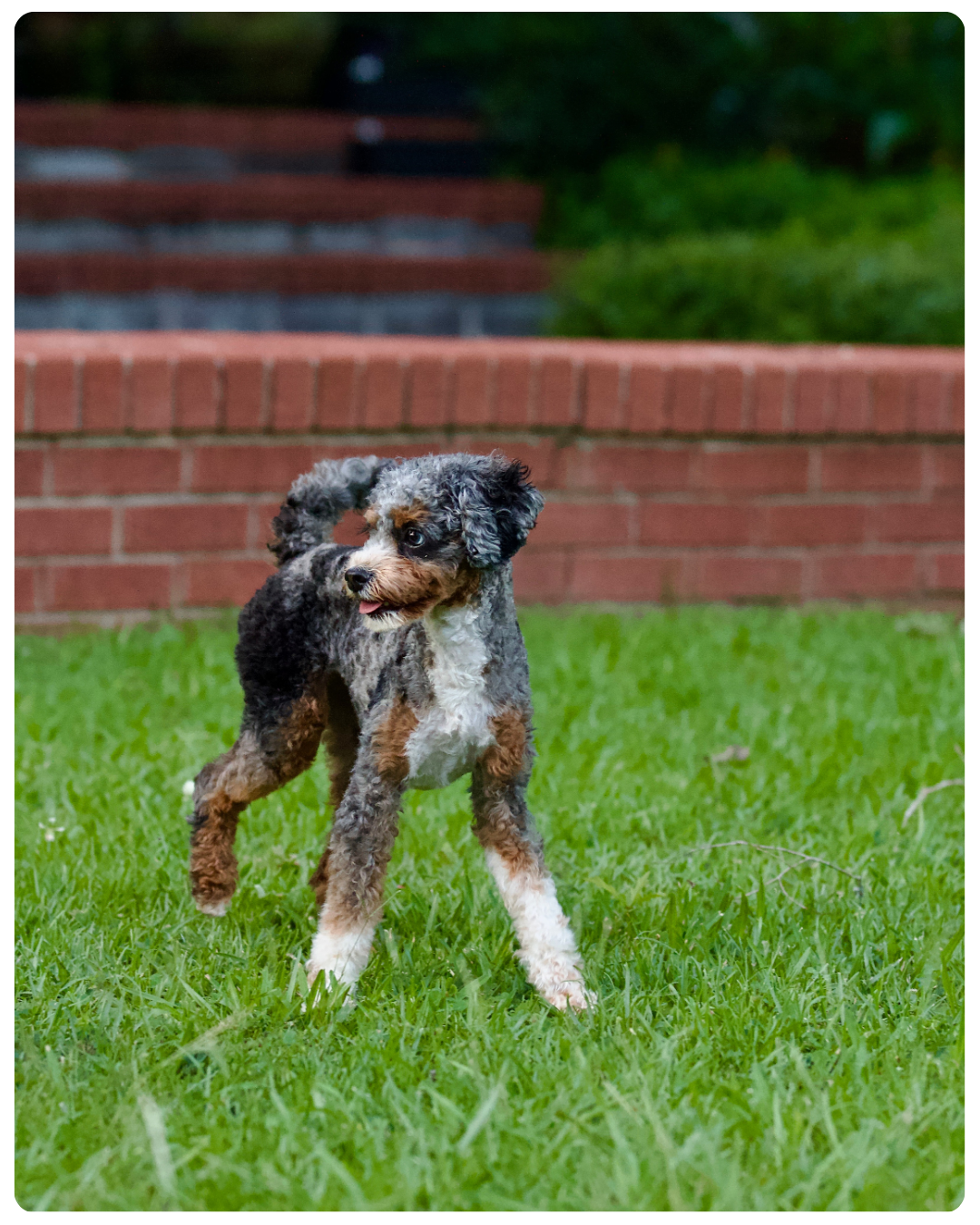 A small, curly-haired puppy with black, gray, brown, and white fur standing on green grass in front of a red brick wall.