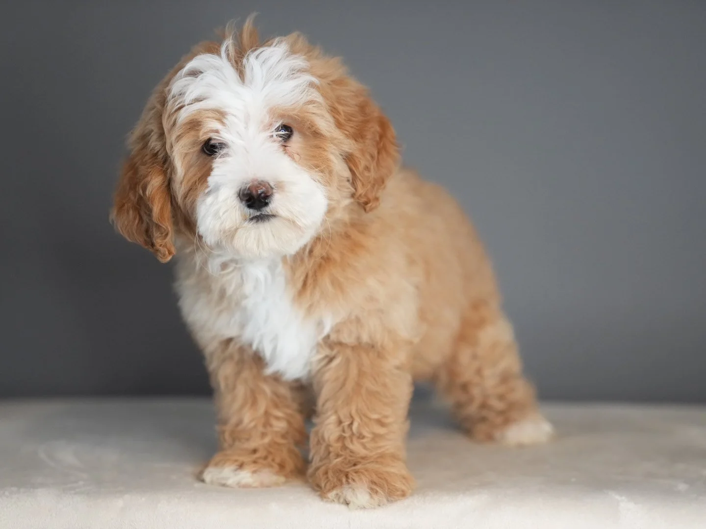 Puppy Potty Training Schedule: The Simple Daytime and Nighttime Method That Actually Works