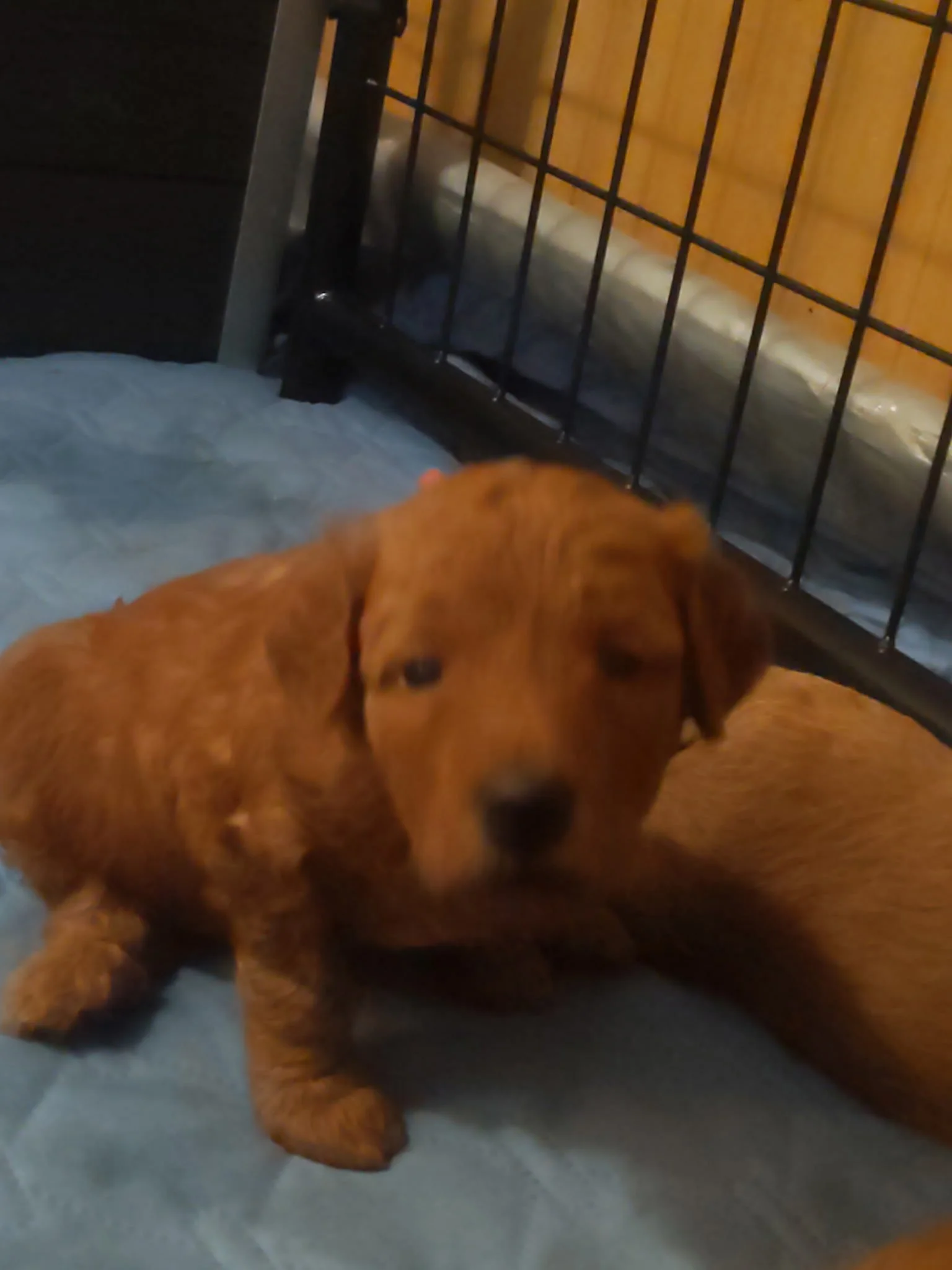 dark red schnoodle puppy.  Twoodles
