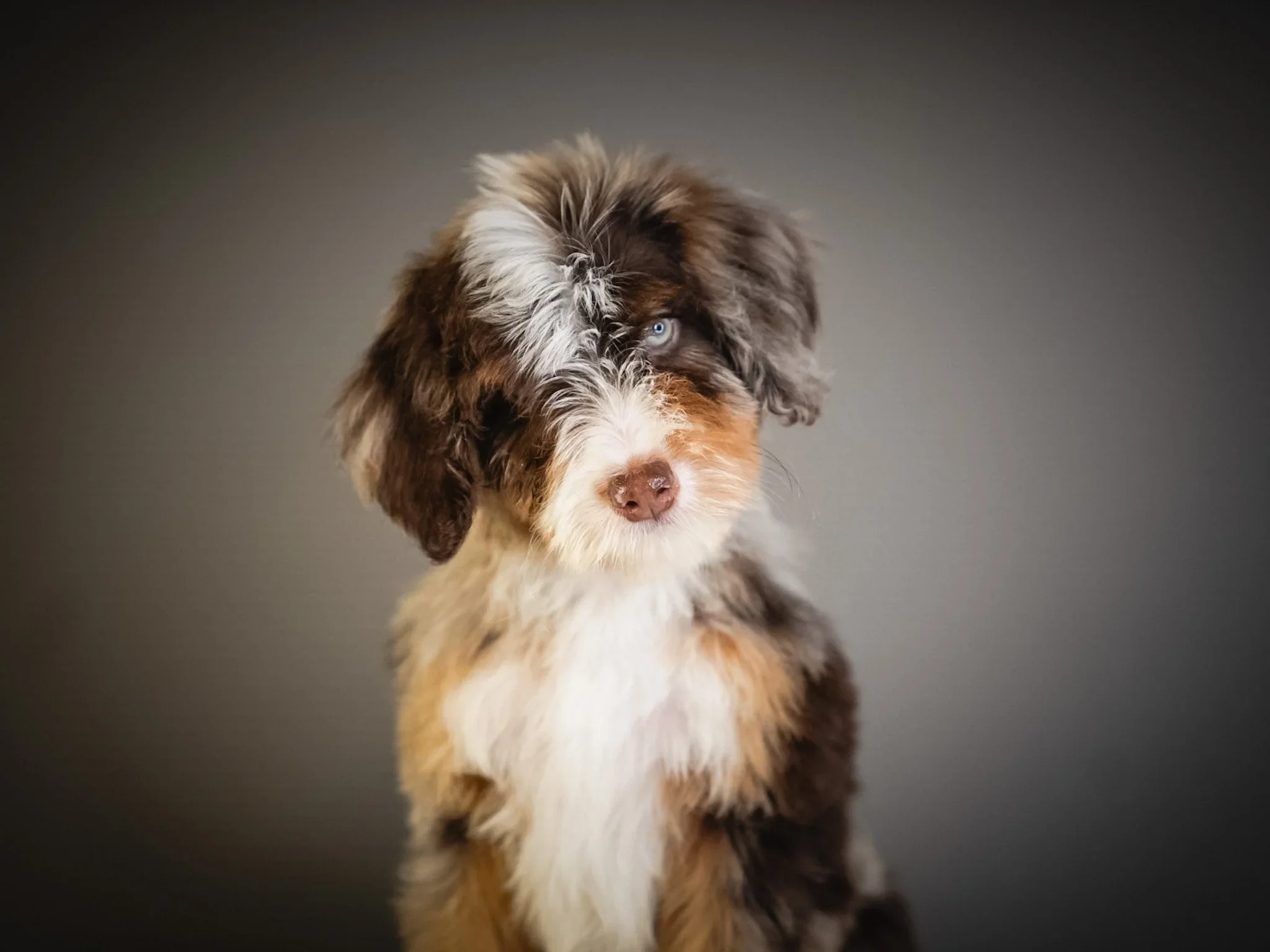 A fluffy puppy with brown, black, and white fur, one blue eye, and one brown eye, looking directly at the camera against a plain gray background.