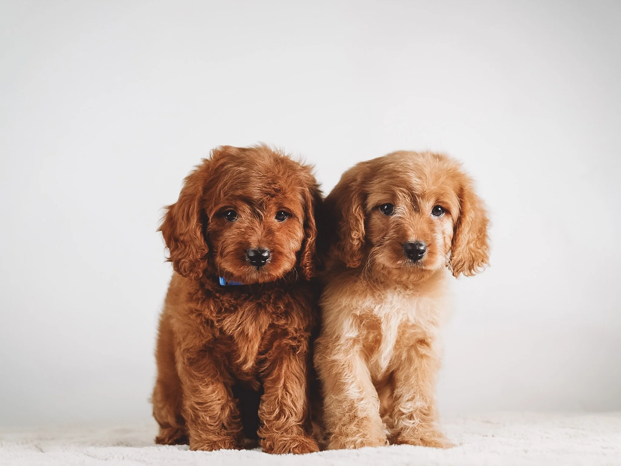 Cavapoos
