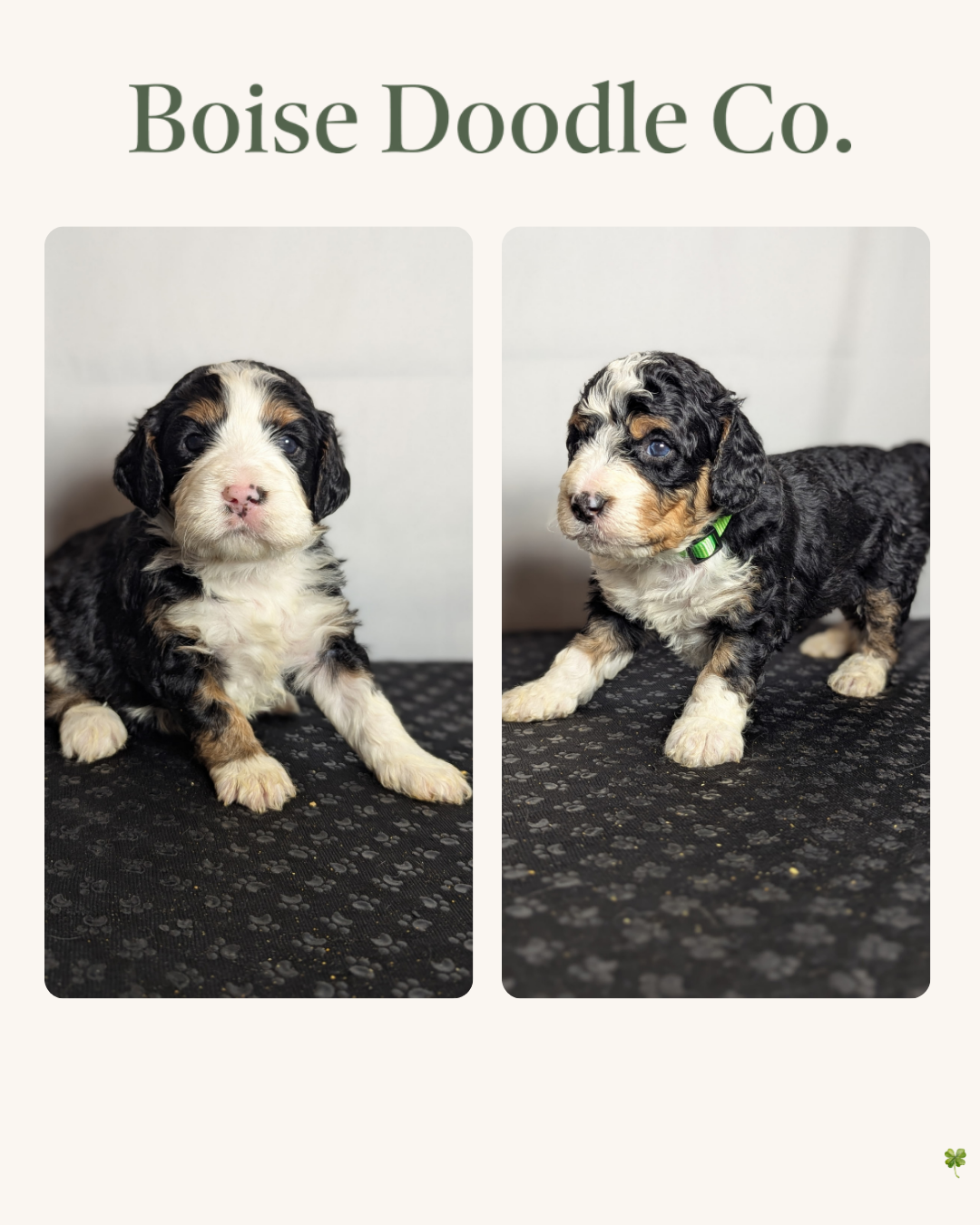 Copy of Duke x Hazel  Litter Cards  (Instagram Post (45)) - 8.PNG