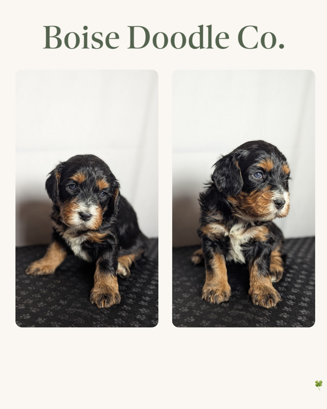 Copy of Duke x Hazel  Litter Cards  (Instagram Post (45)) - 10.PNG