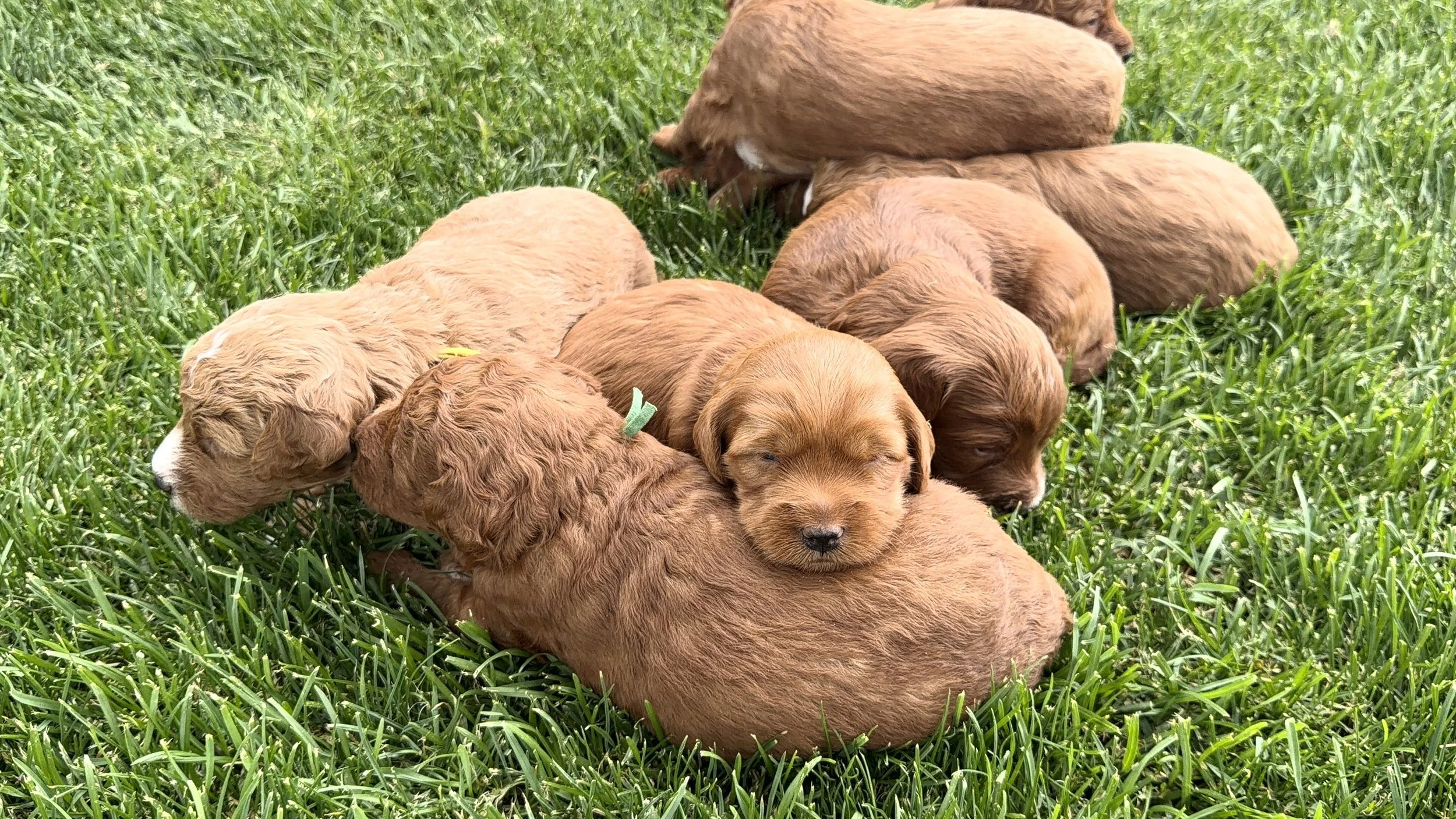 Teddy Bear dark red schnoodle puppies. TWoodles