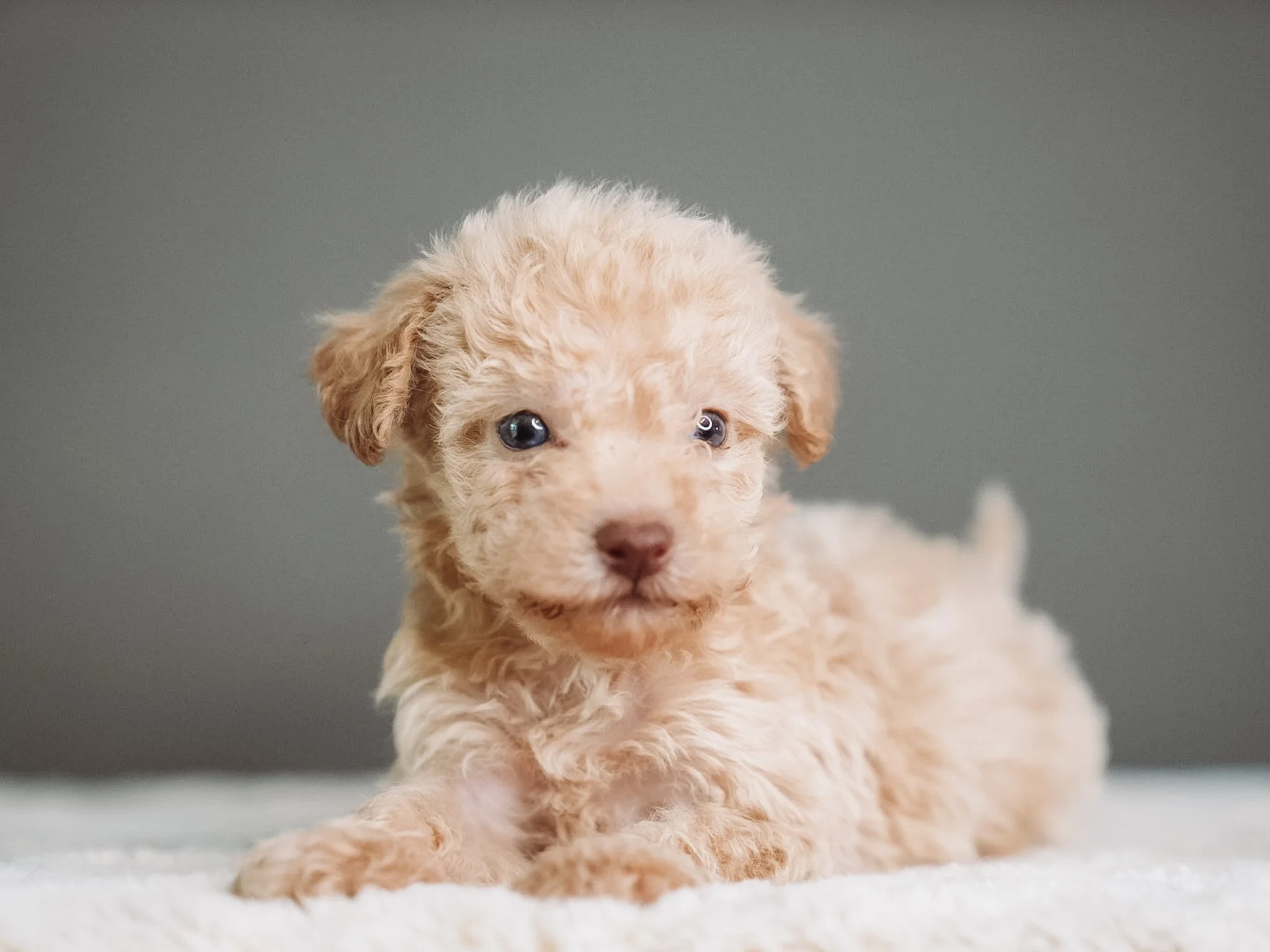 Why Schnoodles Are One of the Most Incredible Doodles You Can Bring Home