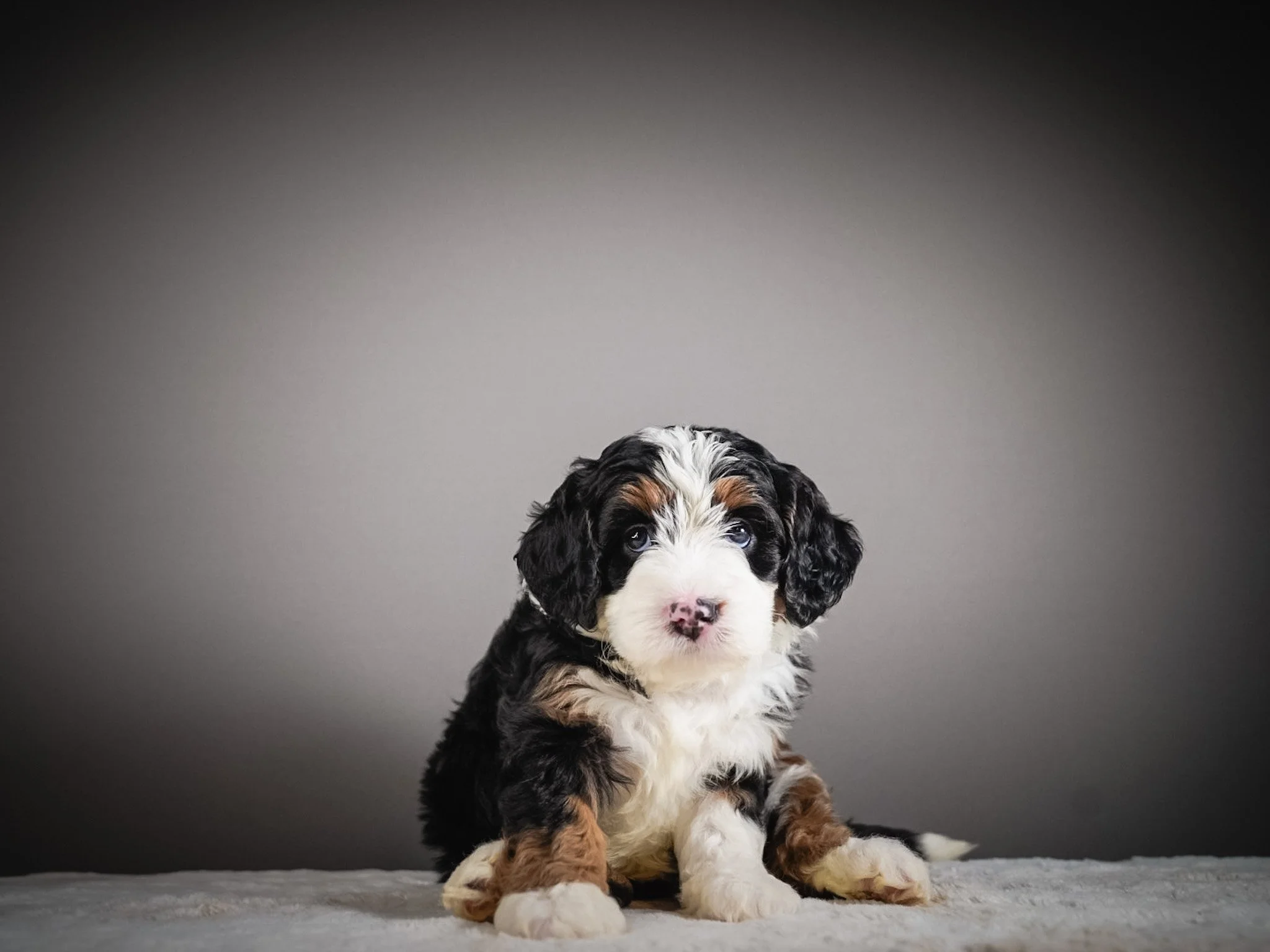 Why Fewer Families Are Choosing Purebred Dogs (And What They Are Choosing Instead)