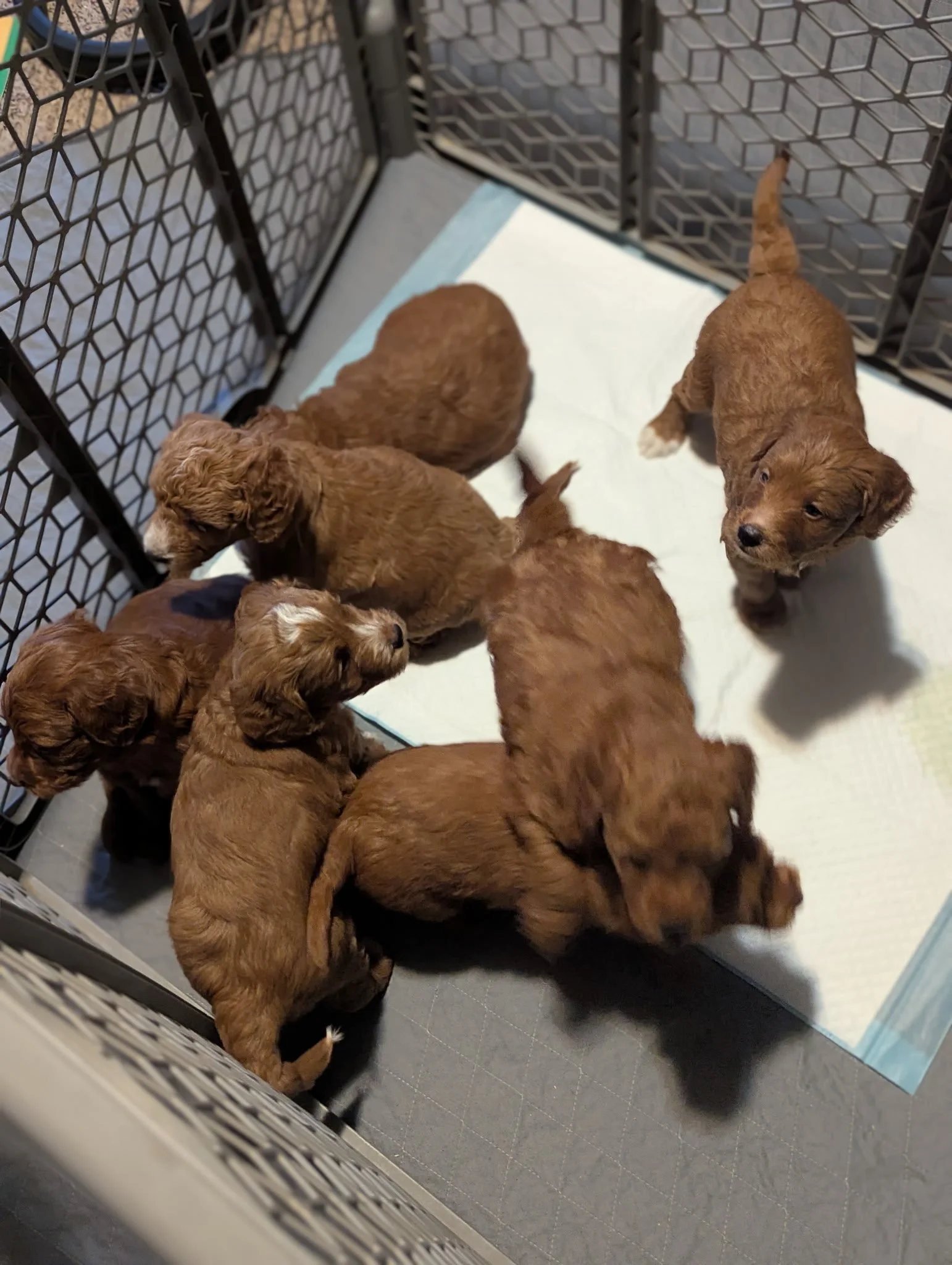 dark red golden schnoodles