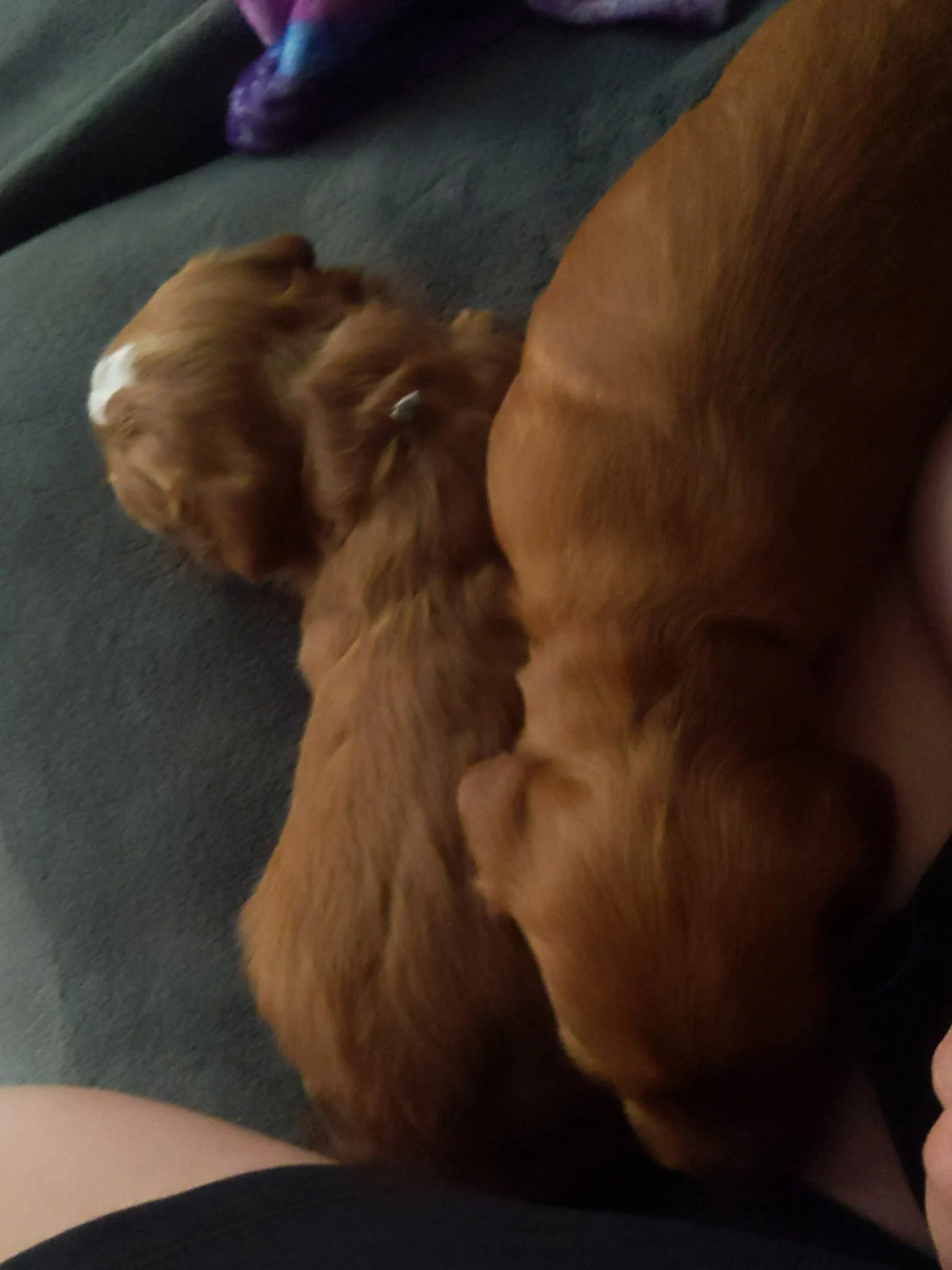 Teddy Bear Red golden schnoodle puppies