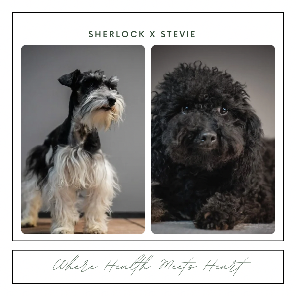 Two dogs, a wire fox terrier and a poodle, are featured in a promotional image for Sherlock x Stevie with the tagline "Where Health Meets Heart."
