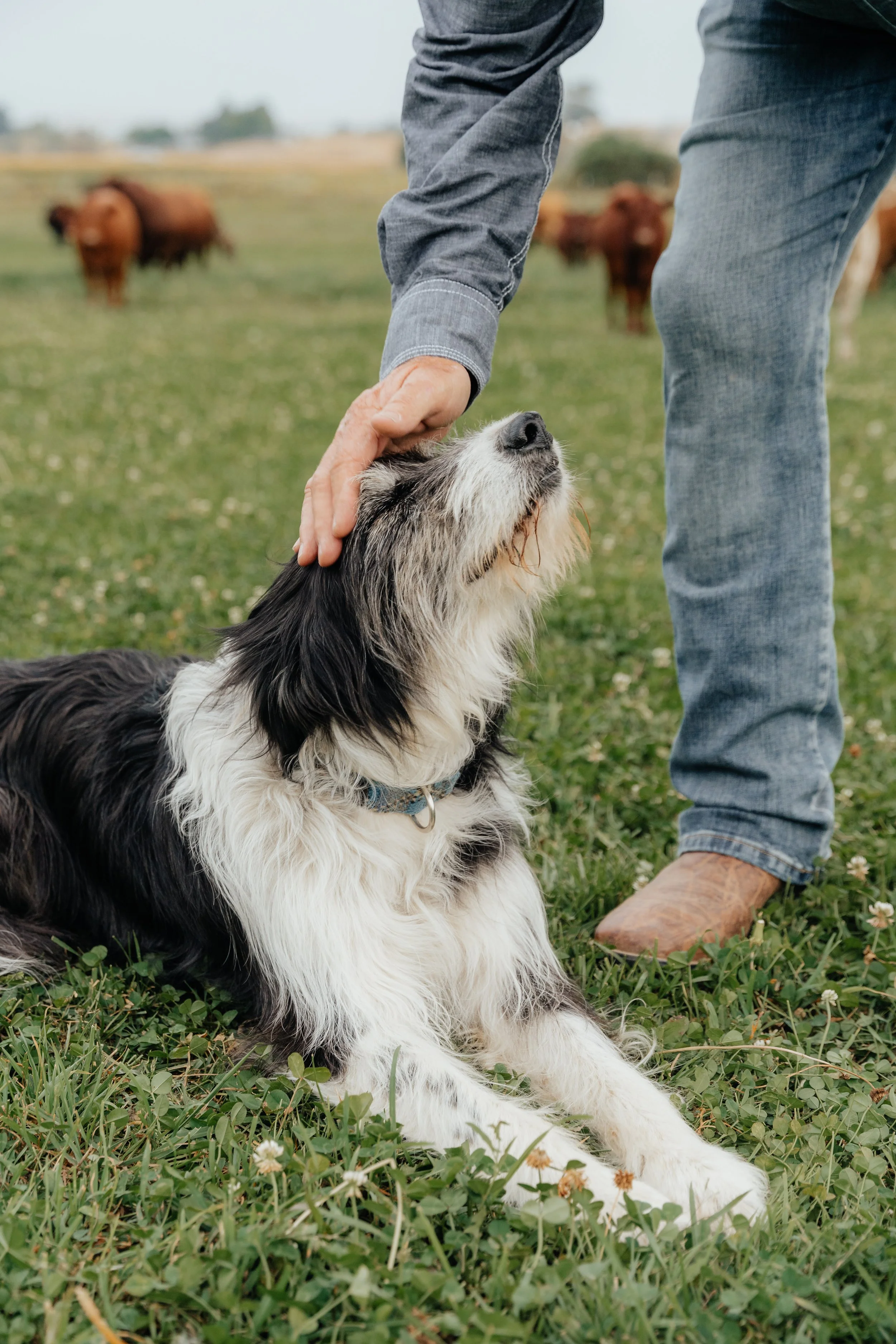 A black and white dog with long fur sitting on grassy ground with small white flowers. A person's hand pets the dog's head, and the person is wearing jeans and cowboy boots. In the background, there are several reddish-brown cows grazing on a field.