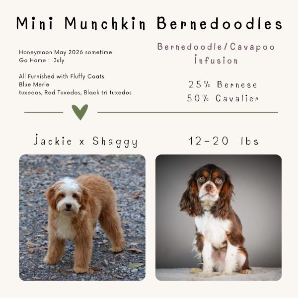 A pedigree chart for a small dog named Jackie x Shaggy, a Mini Munchkin Bernedoodle. The chart includes details about the breeding, such as it being a Bernedoodle/Cavapoo infusion, with 25% Bernese Mountain Dog and 50% Cavalier King Charles Spaniel. The dog weighs between 12 to 20 pounds. The chart also mentions that the dog was possibly born in May 2026, with the go-home date in July, and that all are furnished with fluffy coats, blue merle, tuxedos, and red tuxedos. There are pictures of two dogs: a fluffy, light-brown puppy on the left and a slightly older, brown and white puppy with long ears on the right.