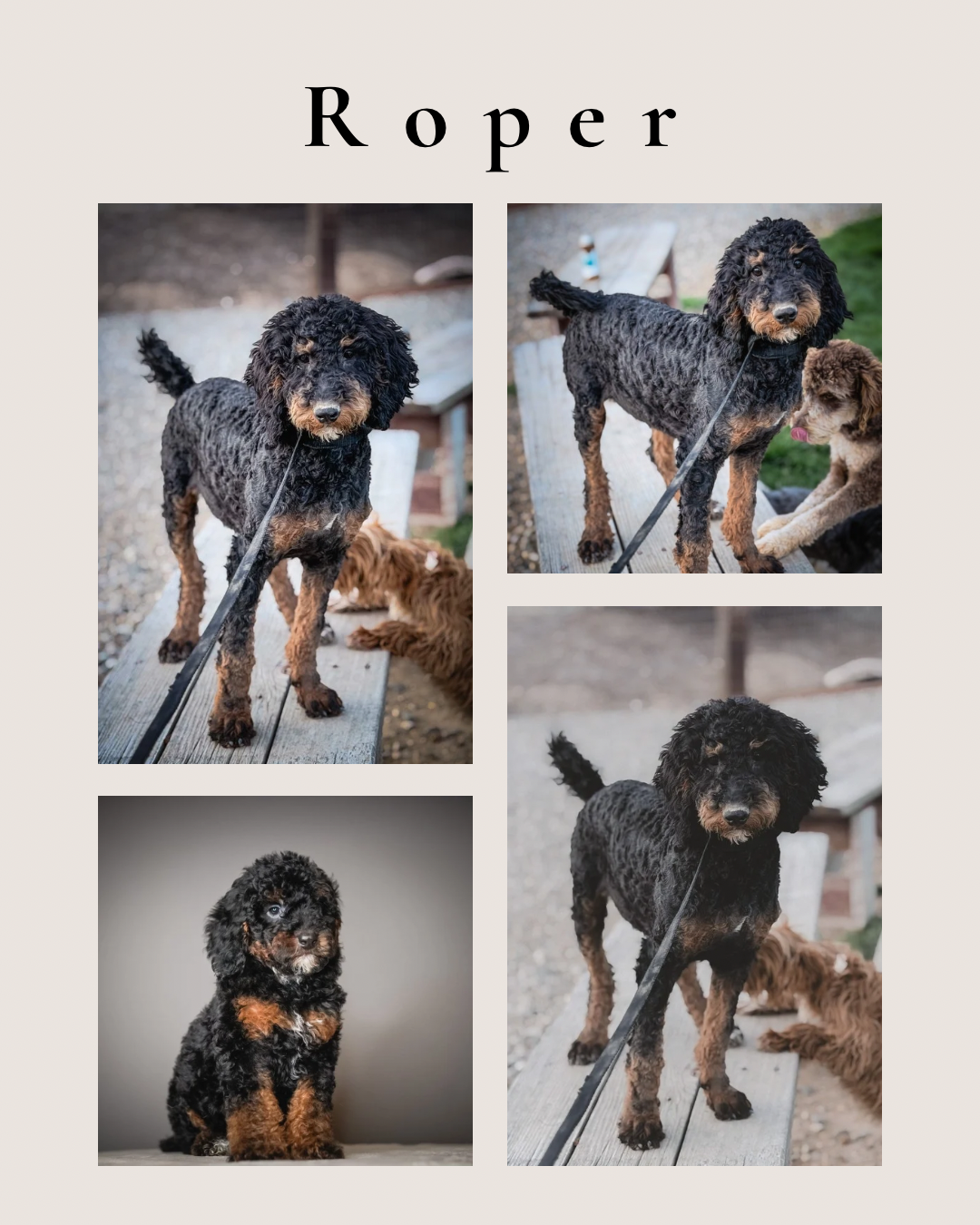 Collage of four photos of a black and tan curly-coated puppy named Roper, with one photo showing him sitting on a gray background.