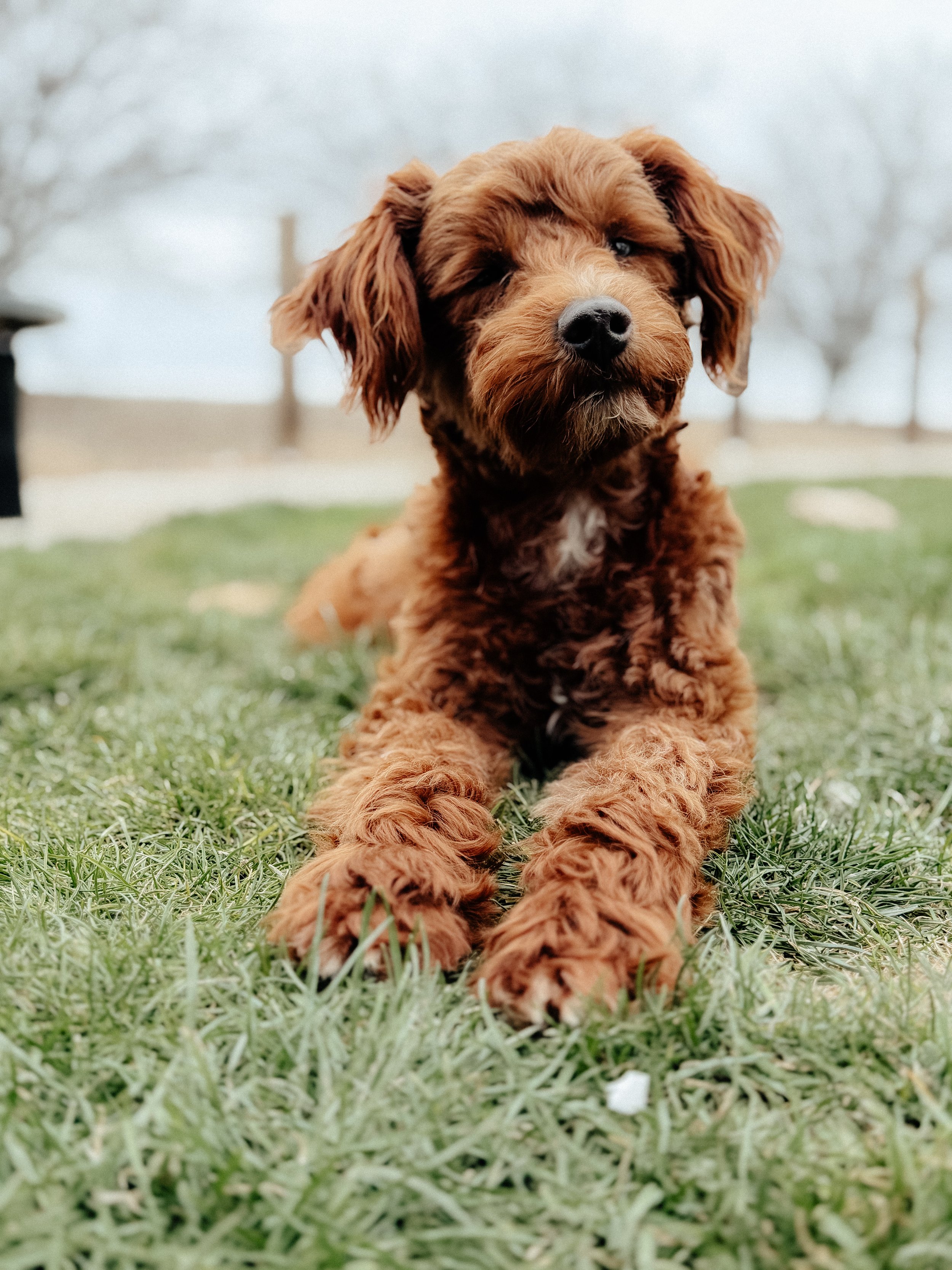 Schnoodle Temperament: Why the Schnoodle Is My Absolute Favorite Doodle Breed