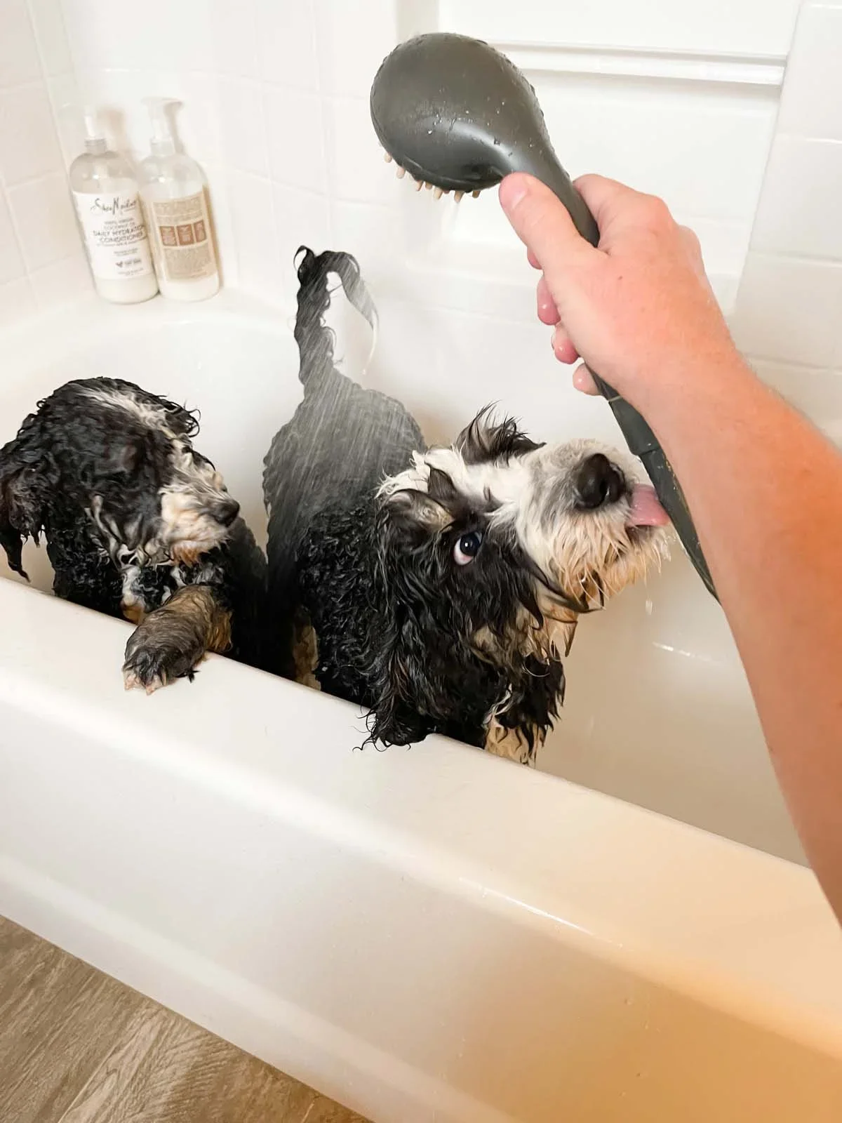 Two puppies taking a bath in a white bathtub, one puppy licking a showerhead held by a person, while the other puppy looks on.