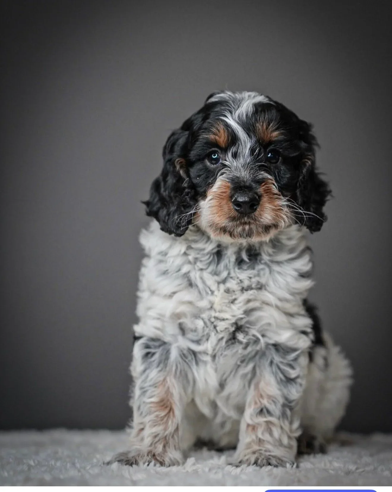 Munchkin Bernedoodles