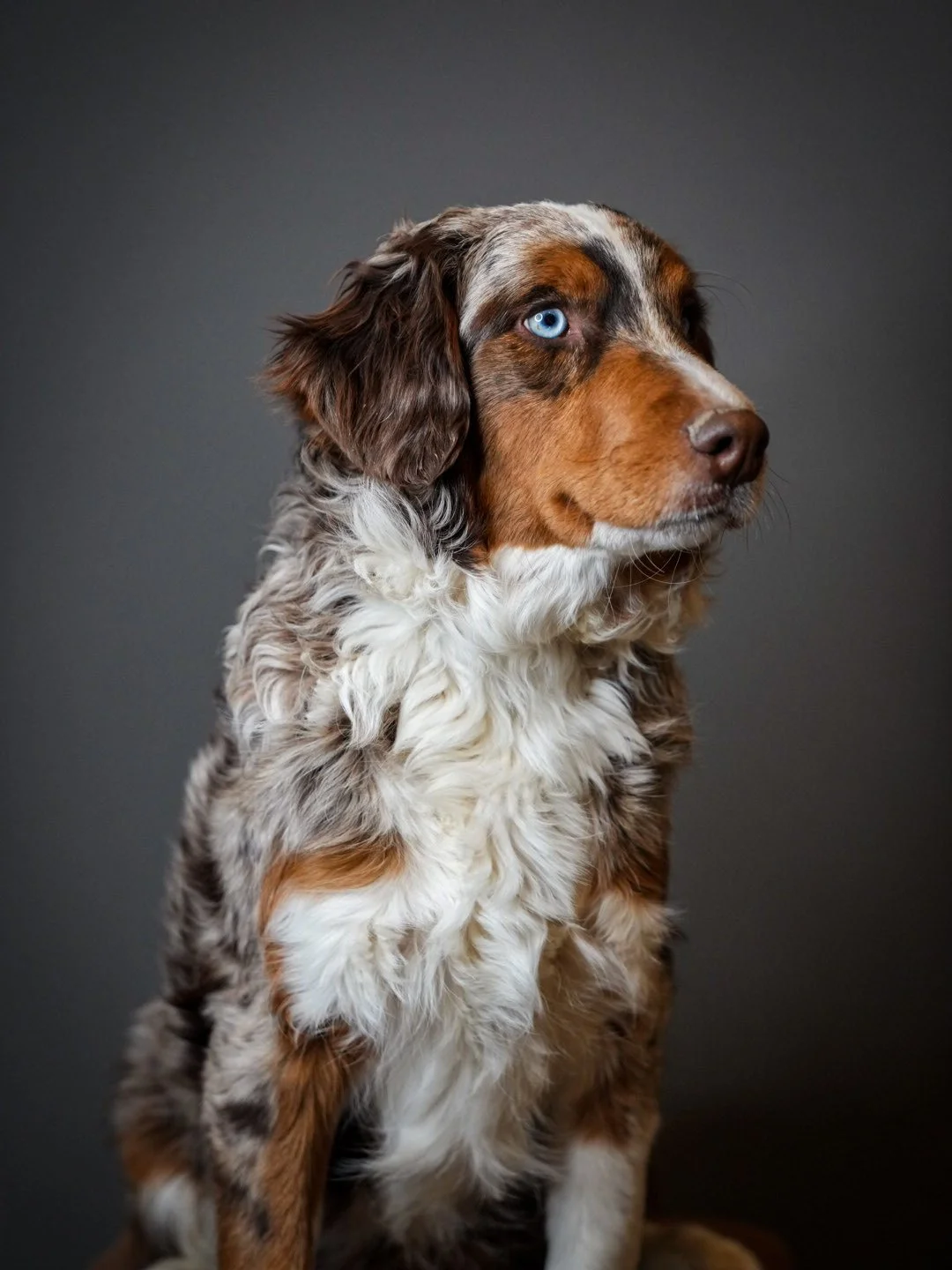 Are There Bernedoodle Breeders in the Pacific Northwest That Offer Health Tested Bernedoodle Puppies?