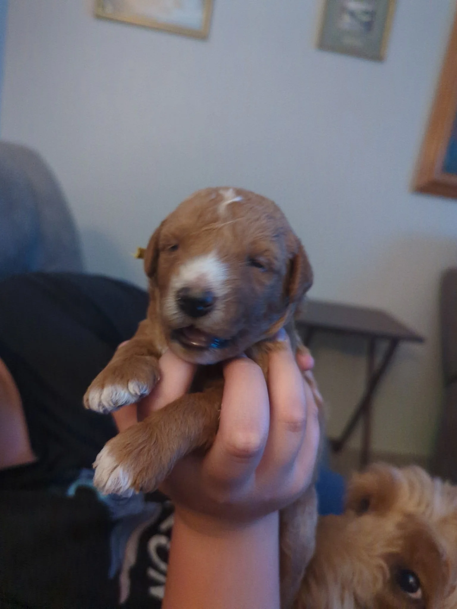 Teddy Bear red schnoodle puppy.  Twoodle