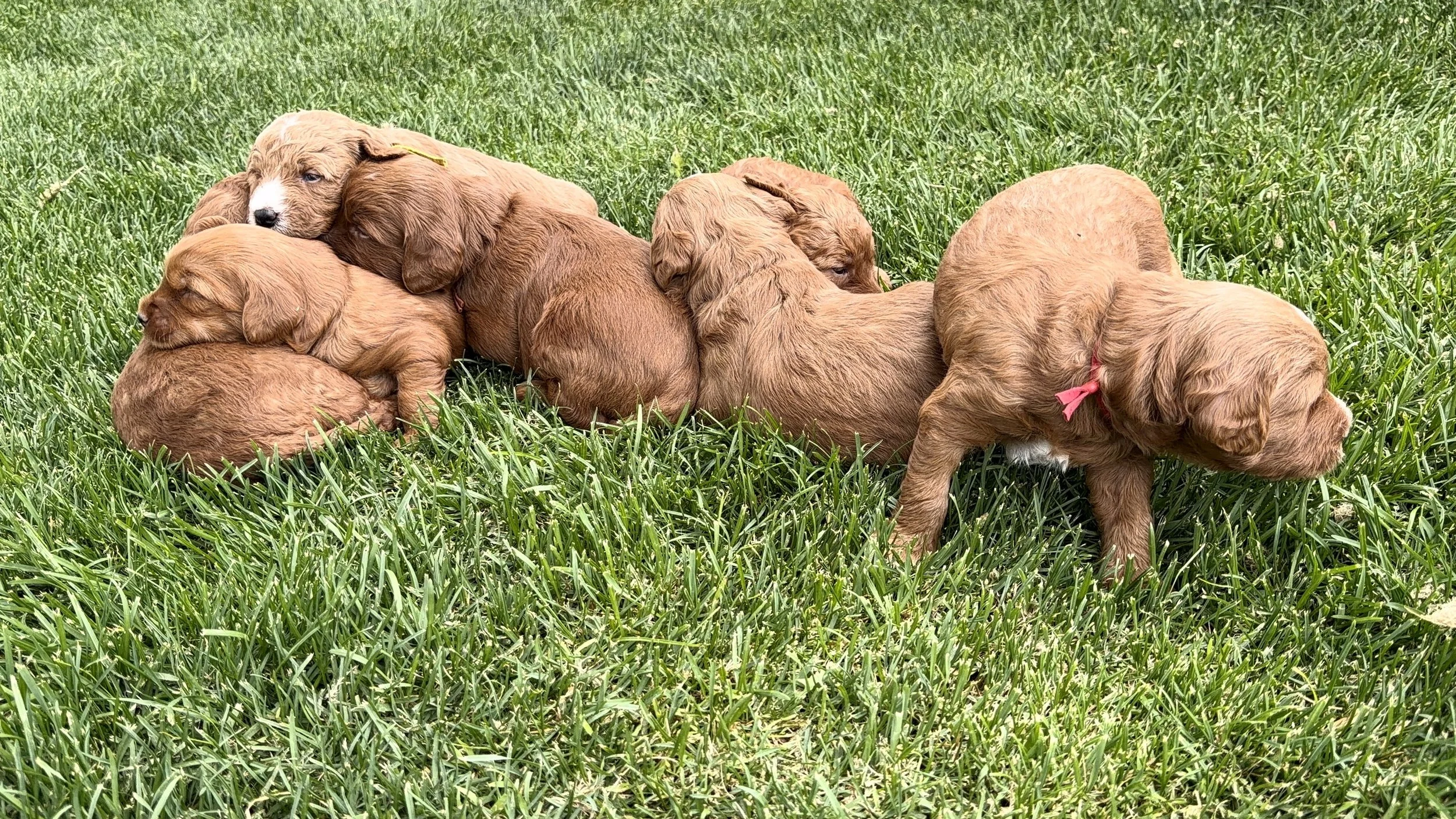 red schnoodle puppies
