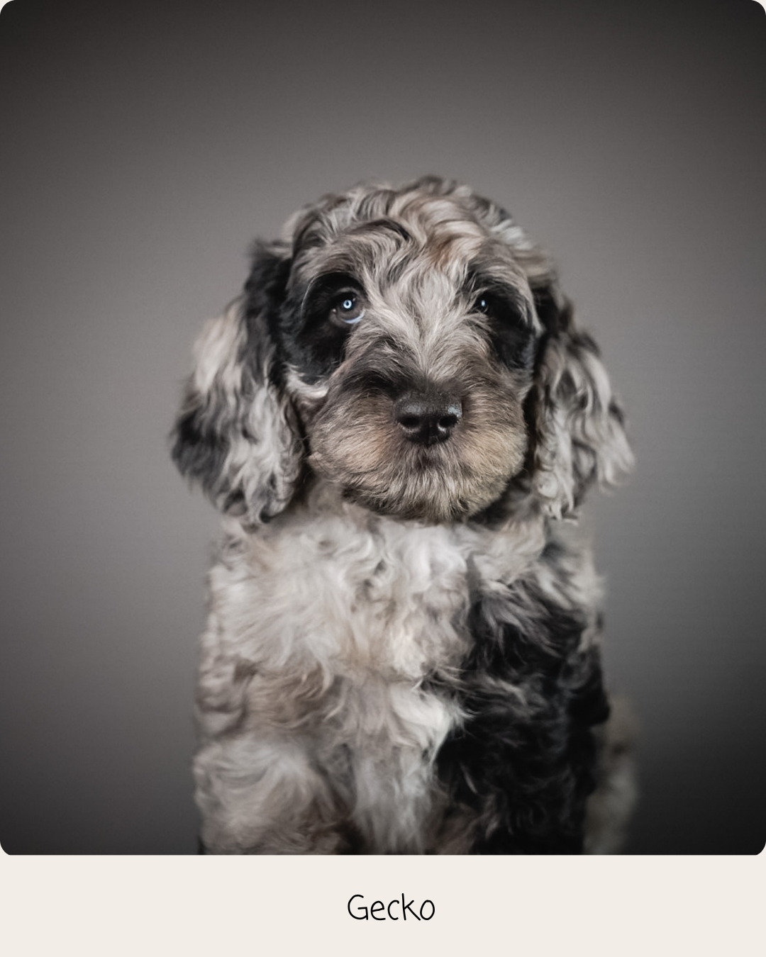 Bonnie puppies 8 weeks - 4.PNG