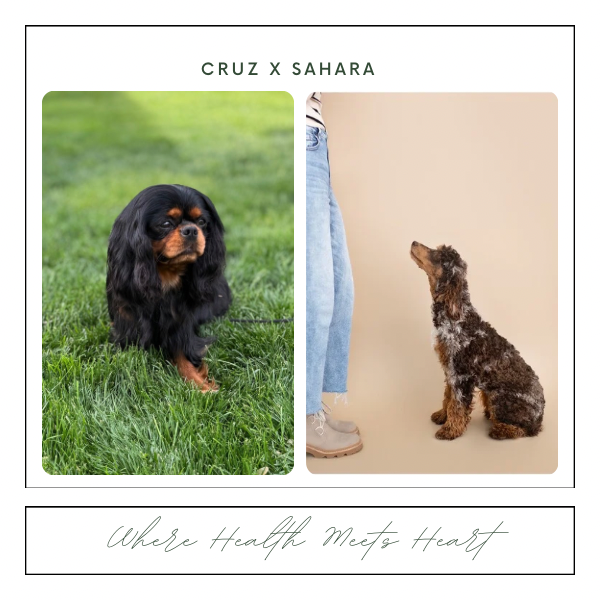 A side-by-side comparison of a Cavalier King Charles Spaniel dog on grass and a wire-haired puppy sitting next to a person wearing jeans and beige shoes, with the text "Cruz x Sahara" and the phrase "Where health meets heart."