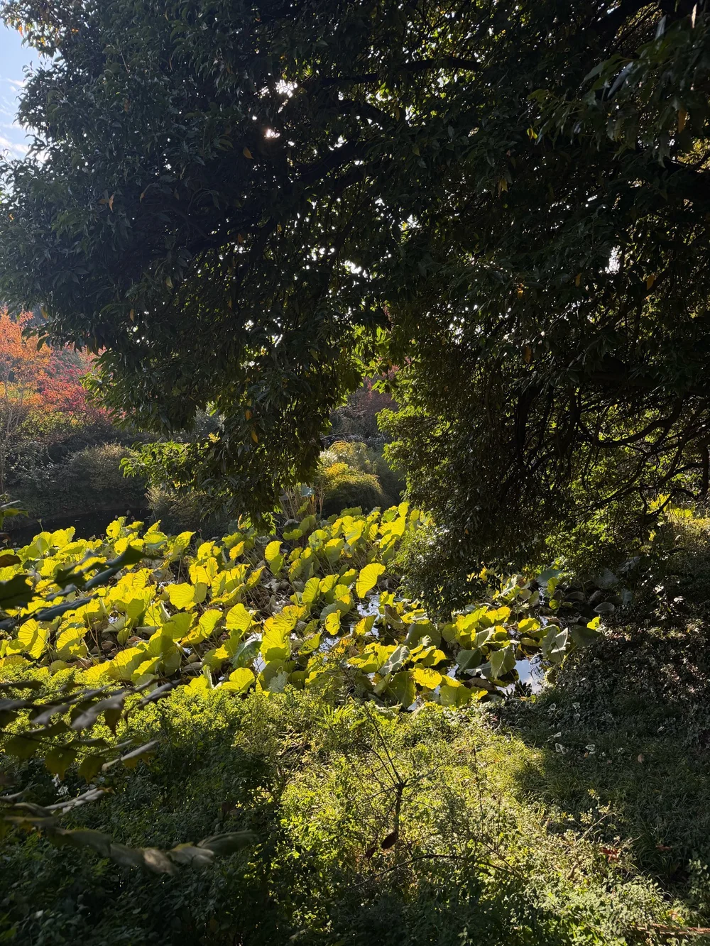 Il giardino di Villa Panza in autunno, tra foglie gialle e alberi in controluce