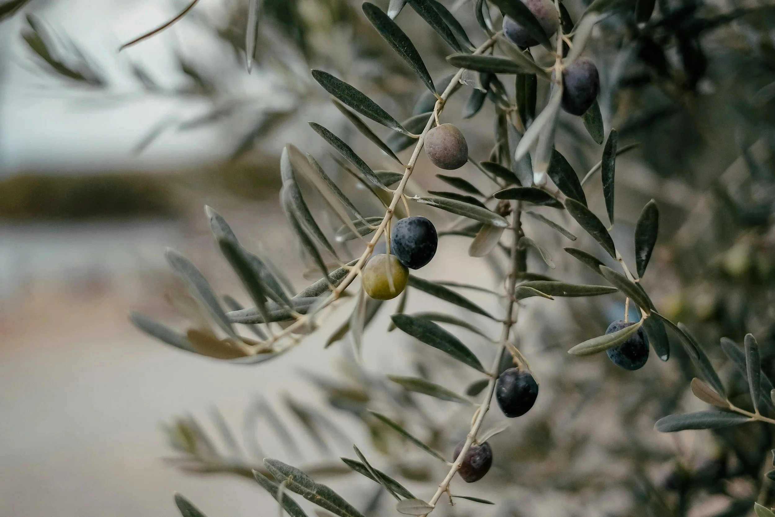 Close-up of an olive branch with dark purple, green, and black olives and elongated green leaves.