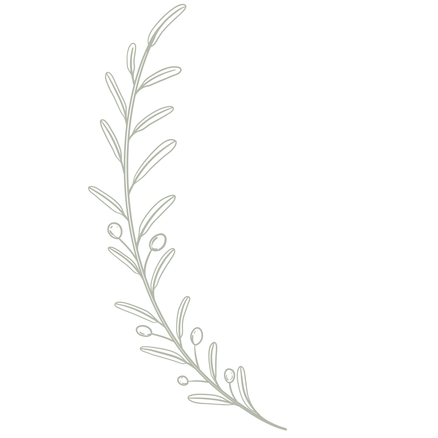 Line drawing of a sprig with elongated leaves and small round berries on a black background.