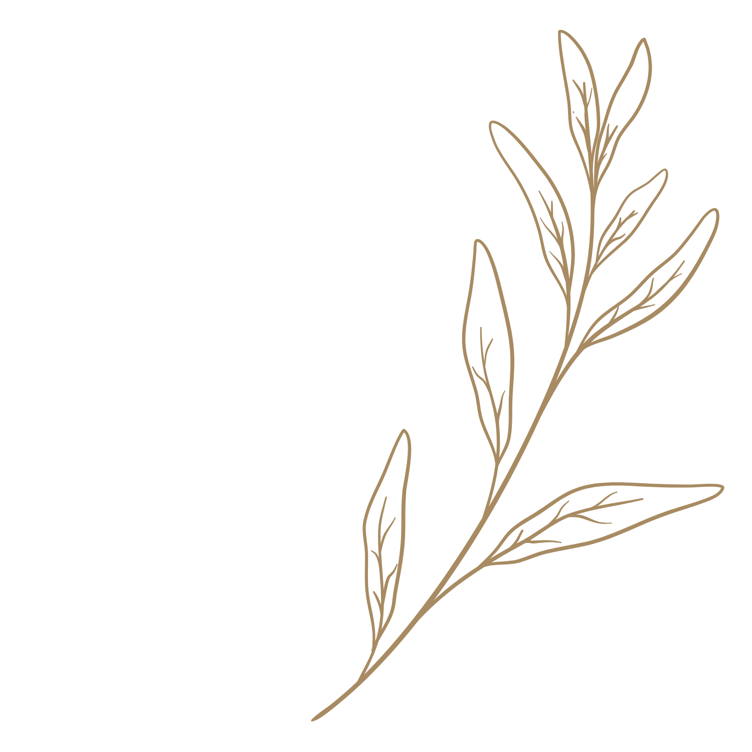 Line drawing of a sprig of leaves and small flowers on a transparent background