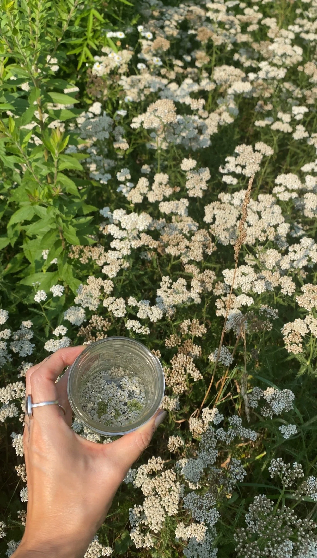 tender spaces * flower essence