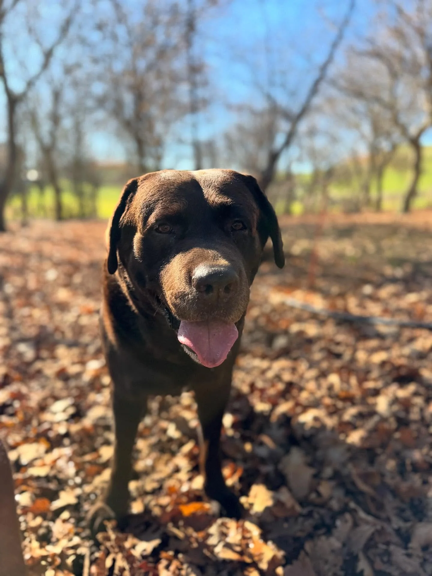 Here&rsquo;s Beau our amazing truffle dog 😍. Without him our job would be very hard