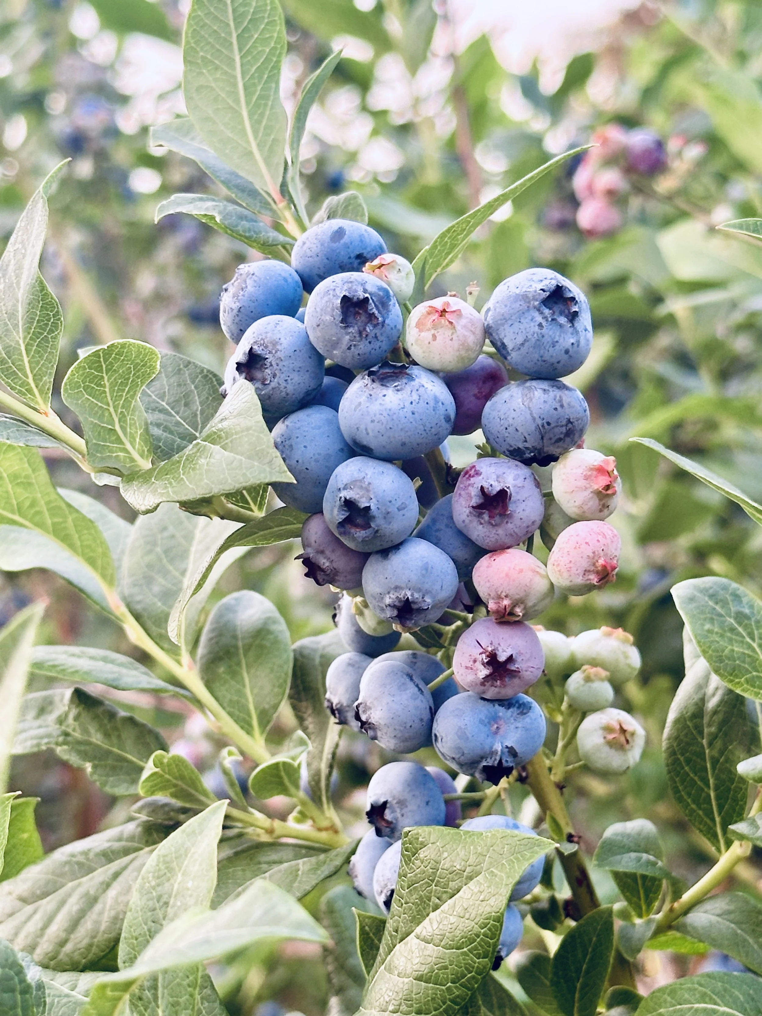 Close-up of a cluster of ripe blueberries on a bush with green leaves.