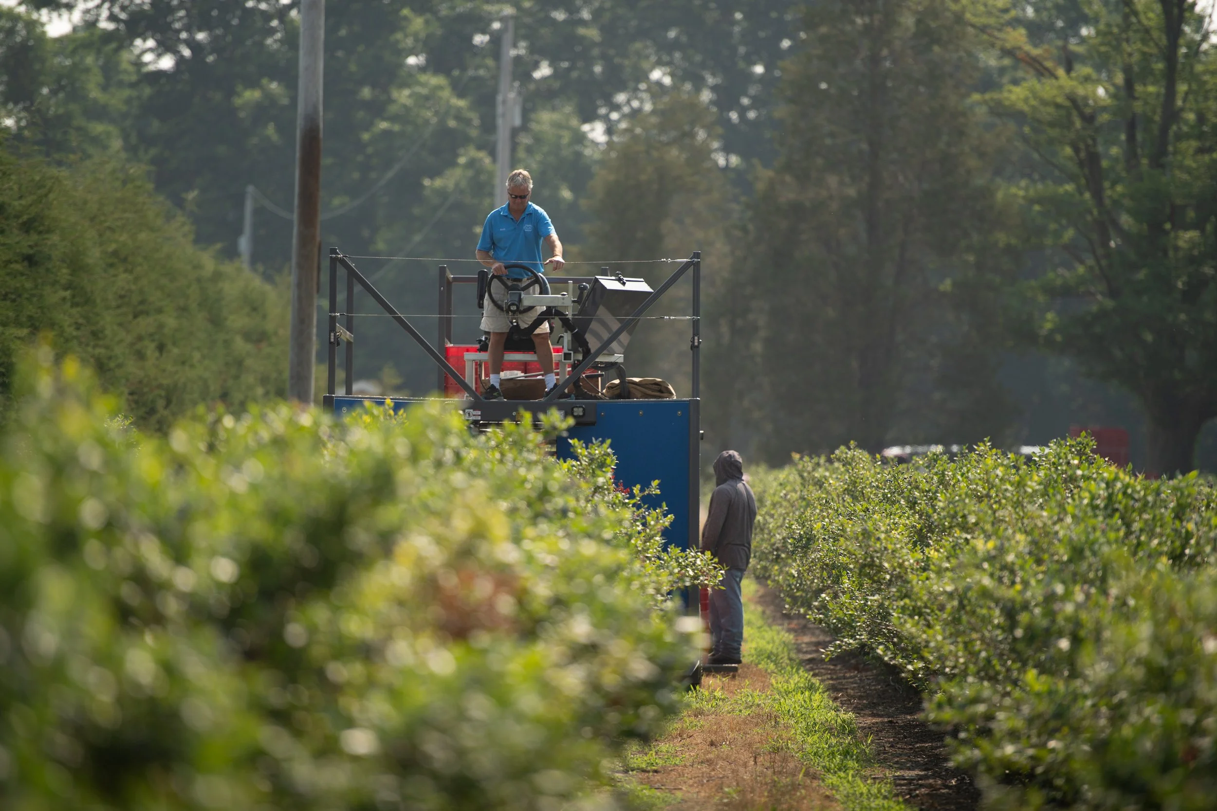 A person in a blue shirt stands on a platform, operating a piece of equipment, while another person in a hoodie observes nearby in a lush, green farm with rows of bushes.