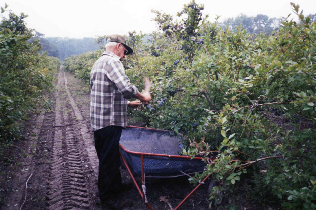 An elderly man harvesting berries from a bush in an orchard, with a collection bin nearby.