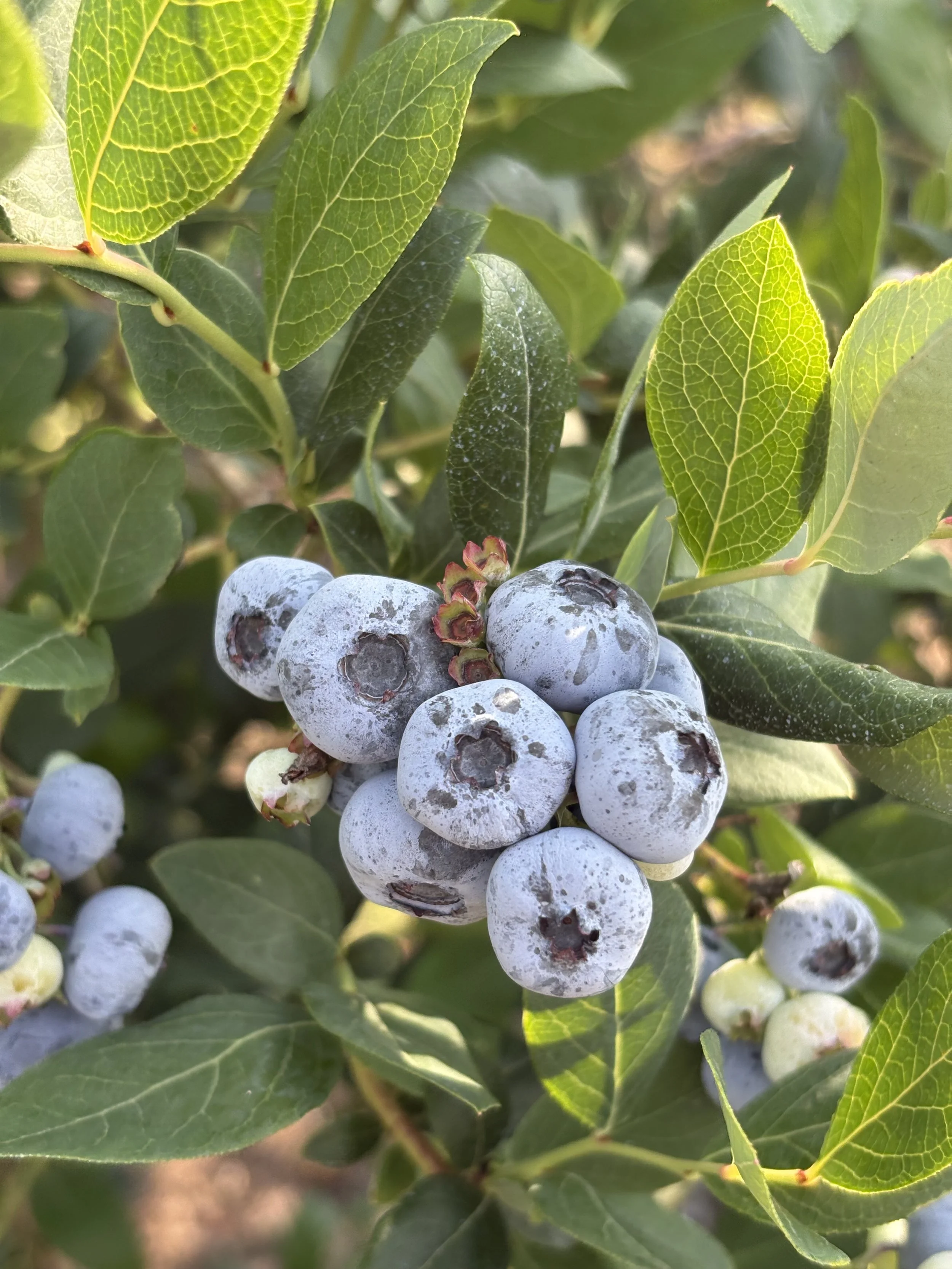 A cluster of blueberries on a bush surrounded by green leaves.